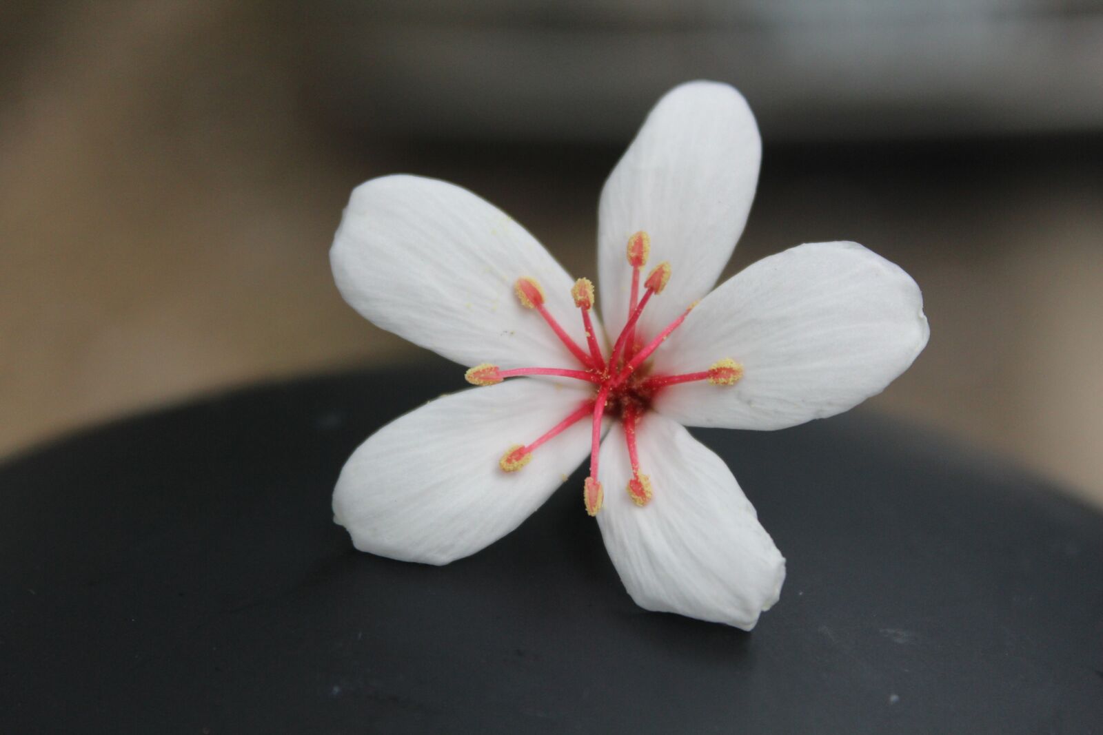 Canon EOS 600D (Rebel EOS T3i / EOS Kiss X5) sample photo. Tung flowers, may, taiwan photography