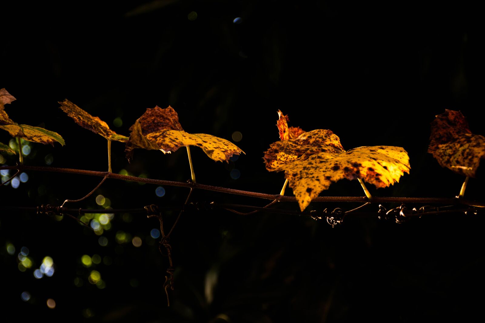 Nikon D7200 sample photo. Leaves, sun, grape photography