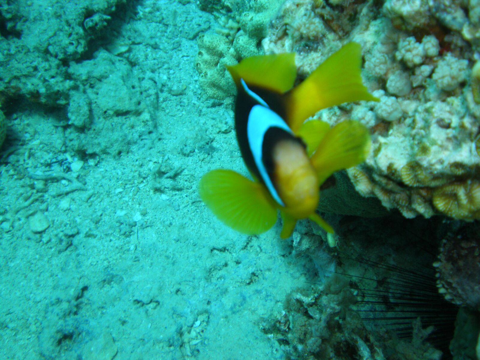 Olympus FE230/X790 sample photo. Clown fish, sea, diving photography