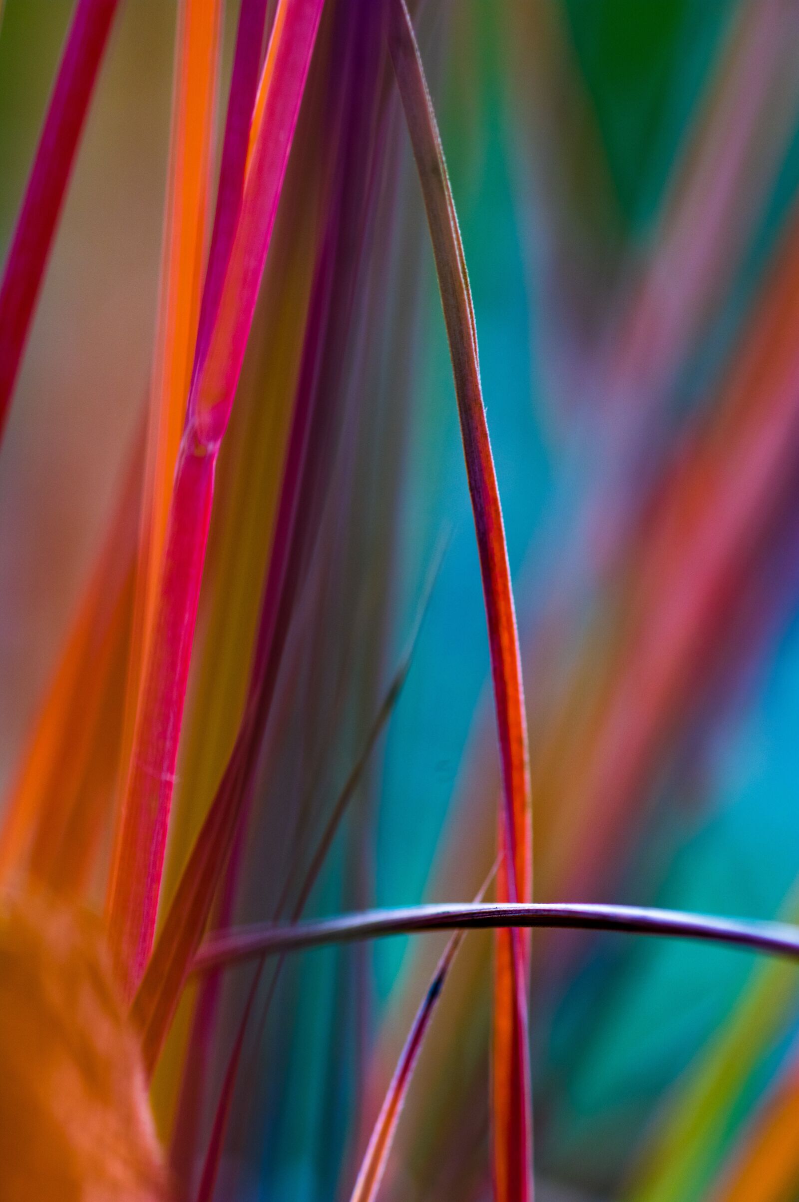 Pentax KP sample photo. Grass, abstract, detail photography
