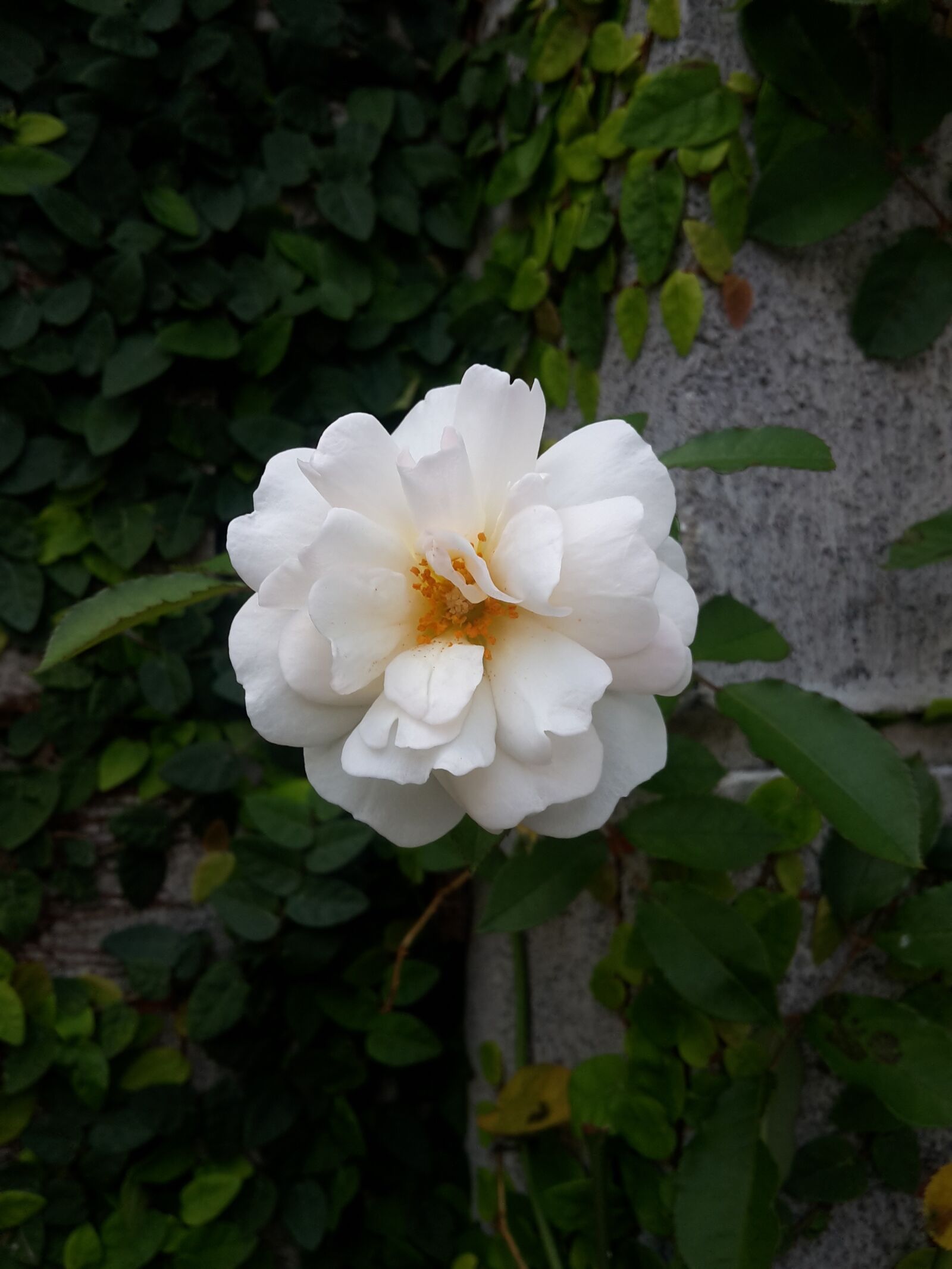 Samsung Galaxy S5 Mini sample photo. Flower, rose, nature photography