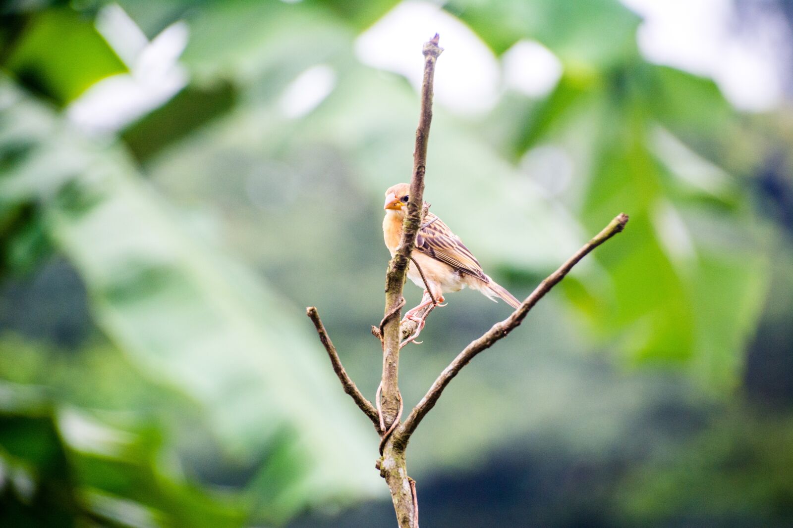 Nikon D5200 sample photo. Bird, nature, closeup photography
