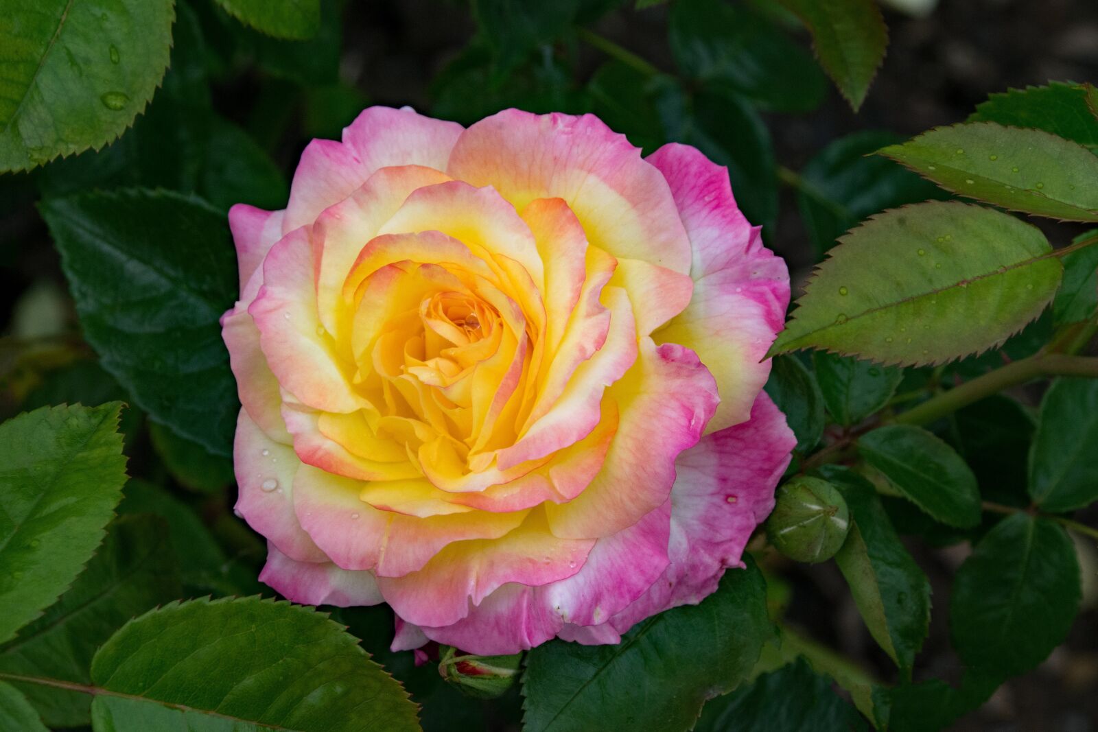 Nikon D5300 sample photo. Rose, pillnitz, shrub rose photography