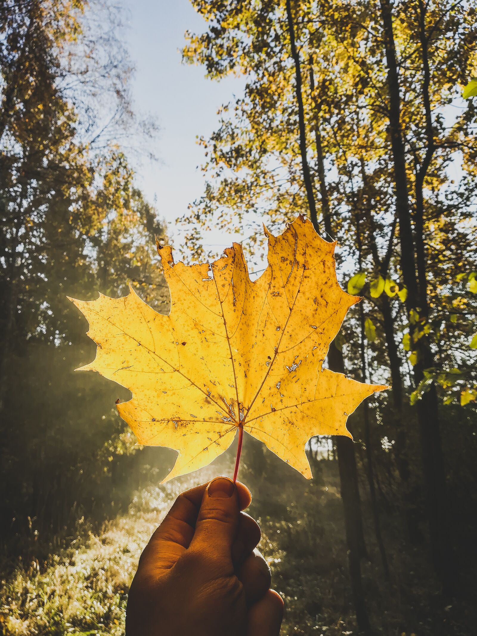 HUAWEI P10 lite sample photo. Nature, leaf, forest photography