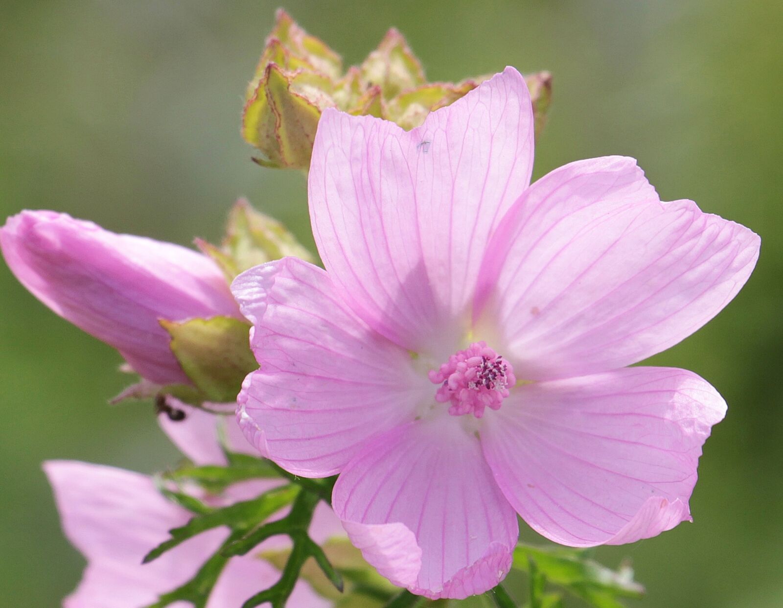 Canon EOS 550D (EOS Rebel T2i / EOS Kiss X4) sample photo. Sigmar wurz, mallow, rose photography