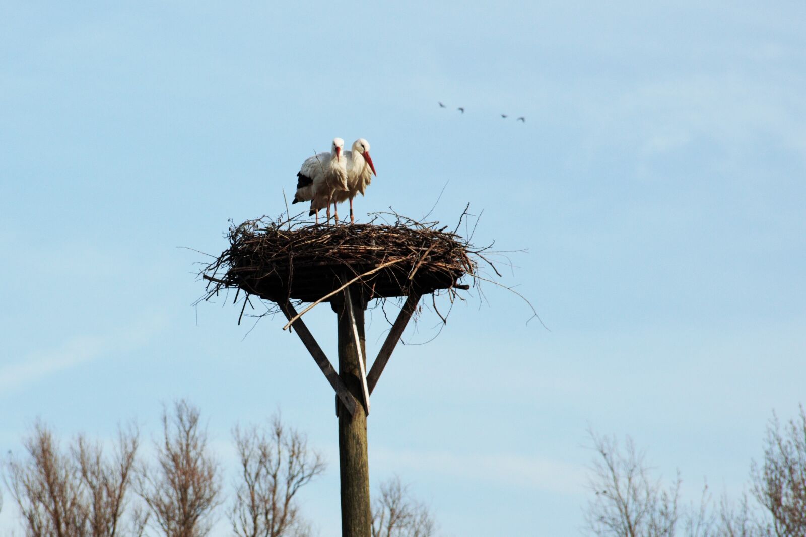 Canon EOS 500D (EOS Rebel T1i / EOS Kiss X3) sample photo. Stork, nest, bird photography