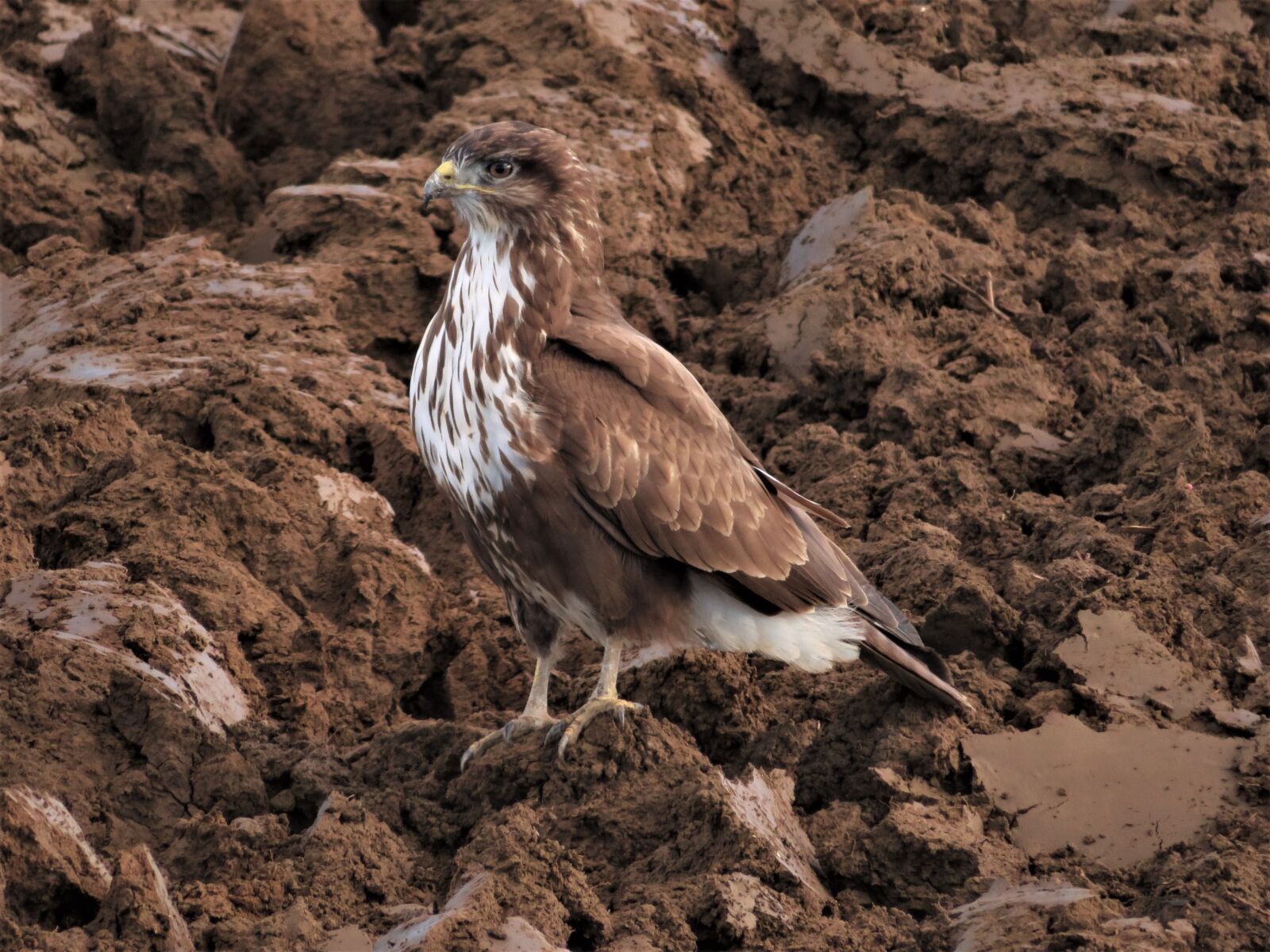 Canon PowerShot SX720 HS sample photo. Nature, bird, wildlife photography