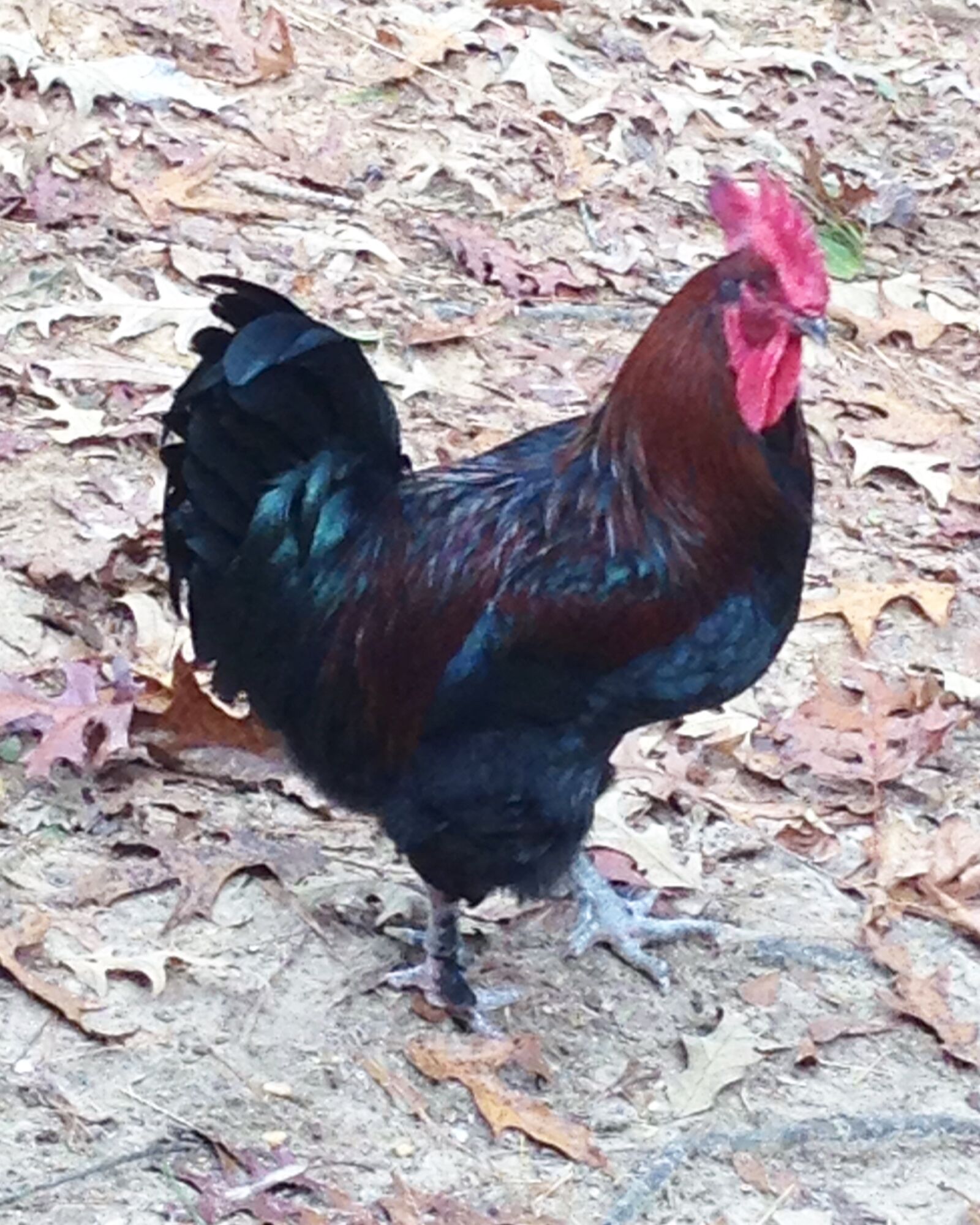 iPhone 5c back camera 4.12mm f/2.4 sample photo. Close, up, of, rooster photography