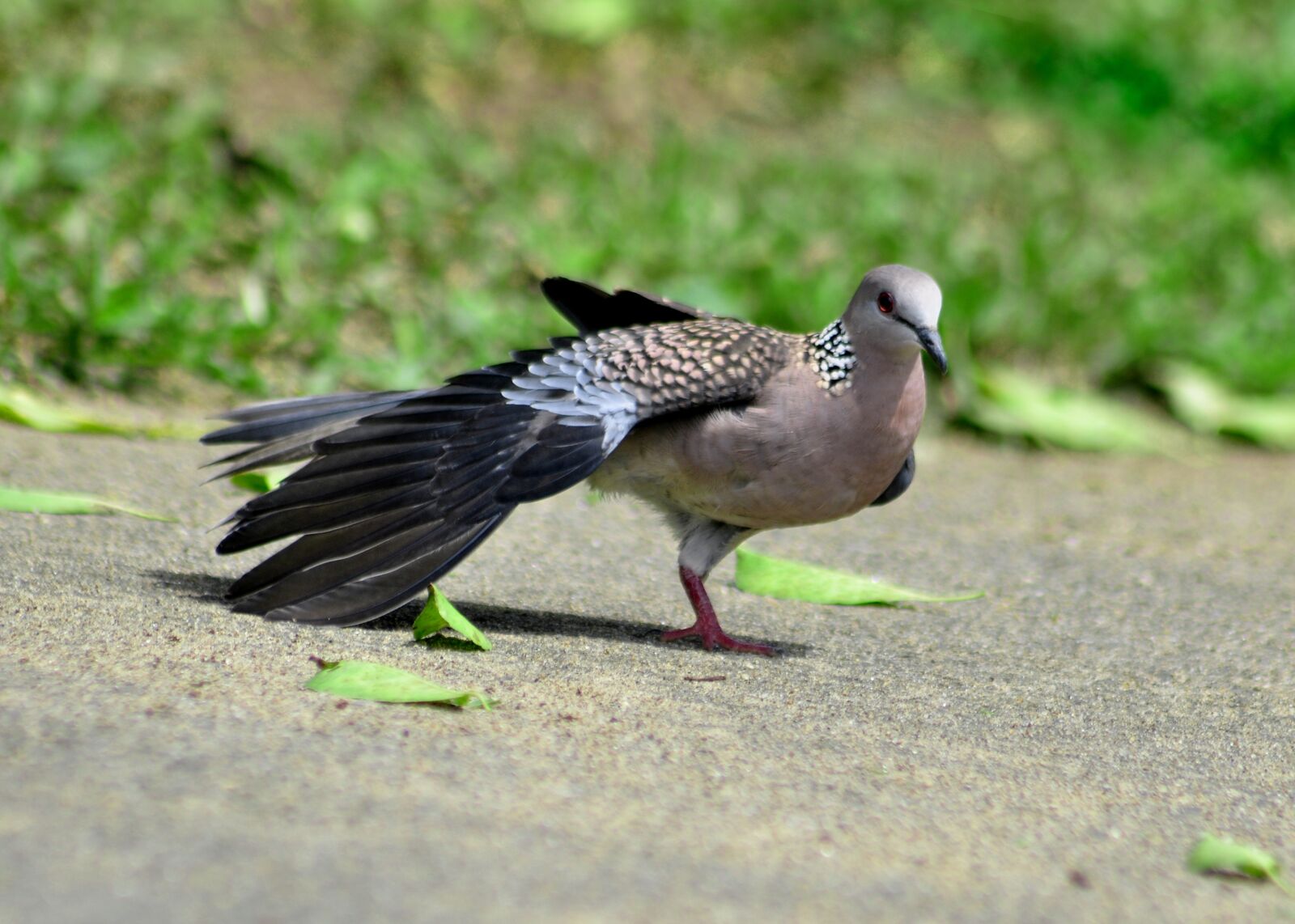 Nikon D90 sample photo. Pigeon, collared, bird photography