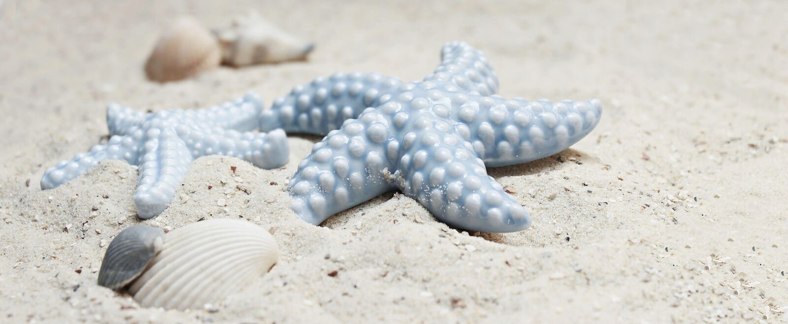 Canon EOS 100D (EOS Rebel SL1 / EOS Kiss X7) sample photo. Seashore, shell, starfish, ocean photography