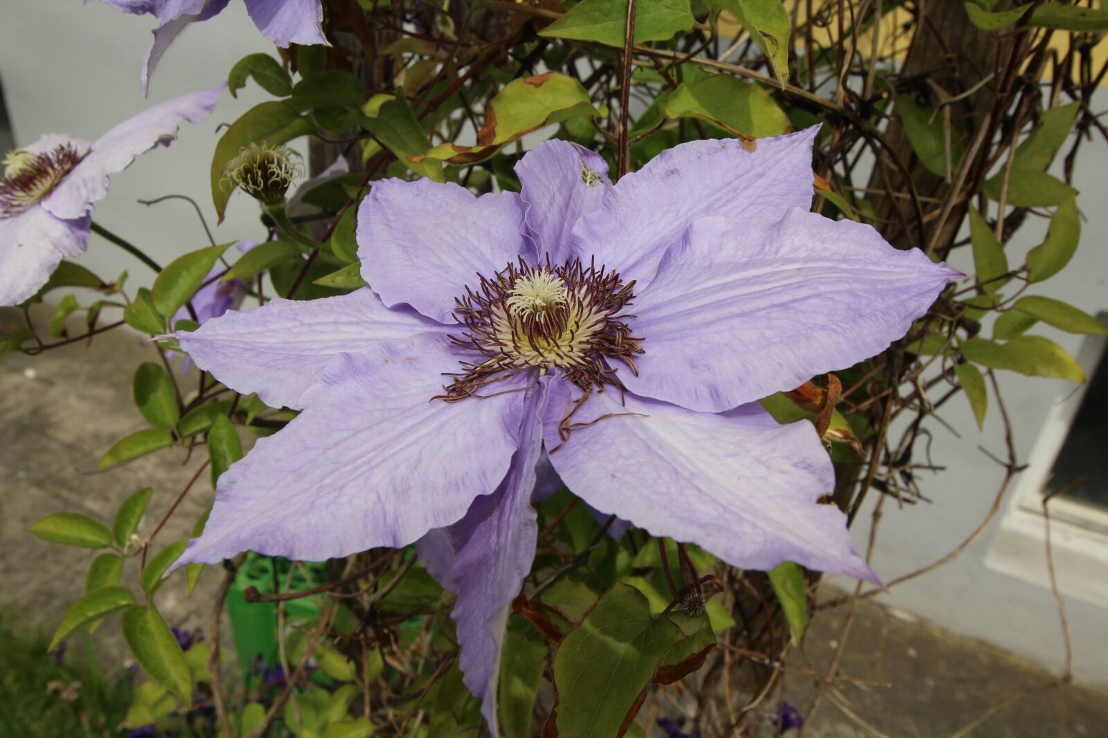 Canon EOS 1200D (EOS Rebel T5 / EOS Kiss X70 / EOS Hi) + Canon EF-S 10-18mm F4.5–5.6 IS STM sample photo. Clematis, flourished, blue photography