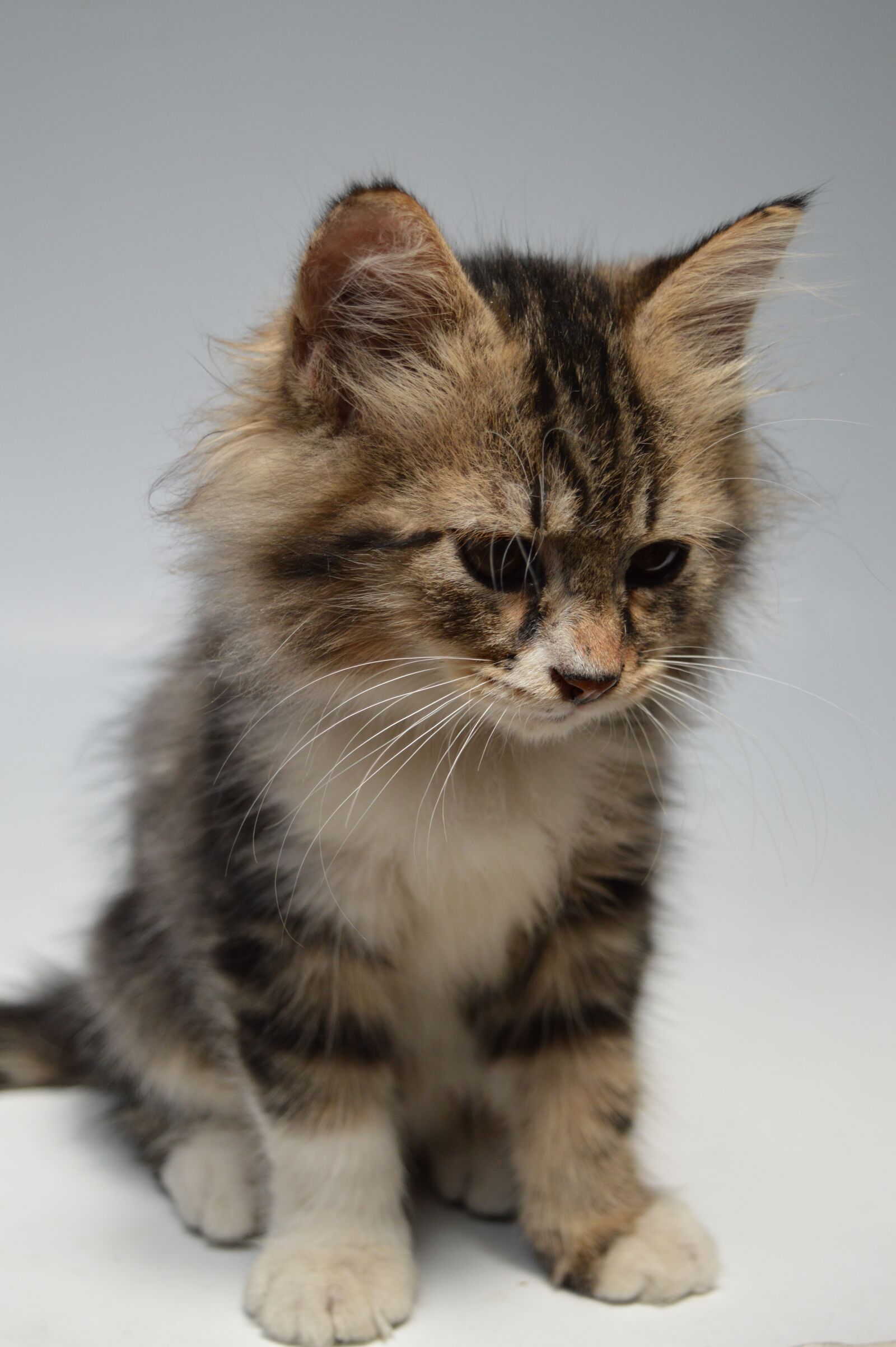Nikon D3200 sample photo. Cat, cute, animal photography
