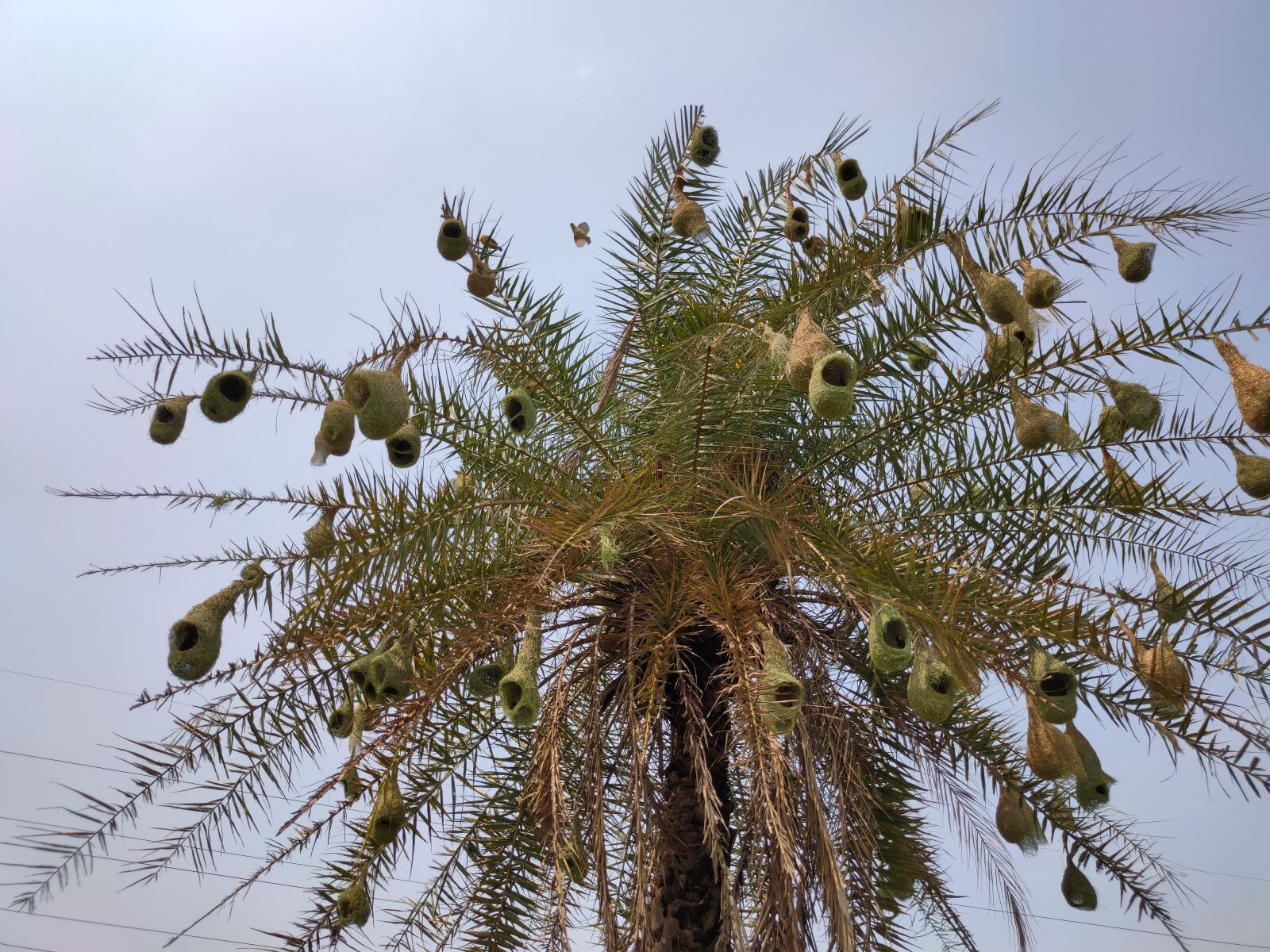 Realme XT sample photo. Bird nest, palm tree photography