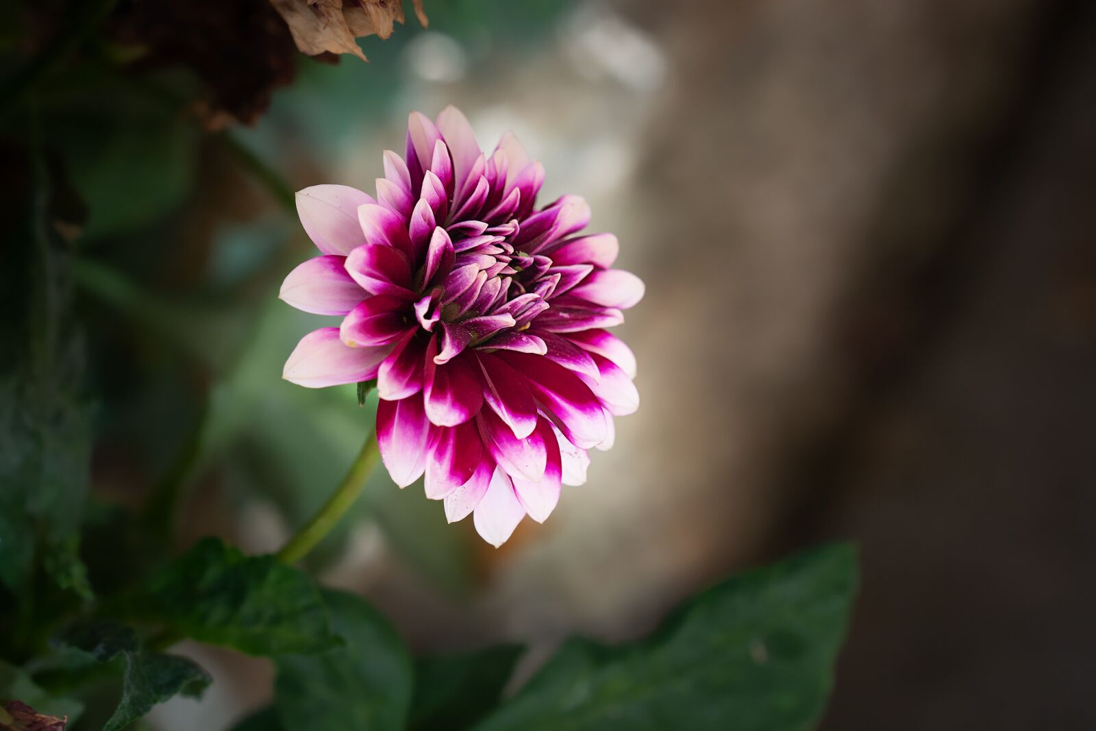 Nikon D7100 sample photo. Raghavendra, dalia, flower photography