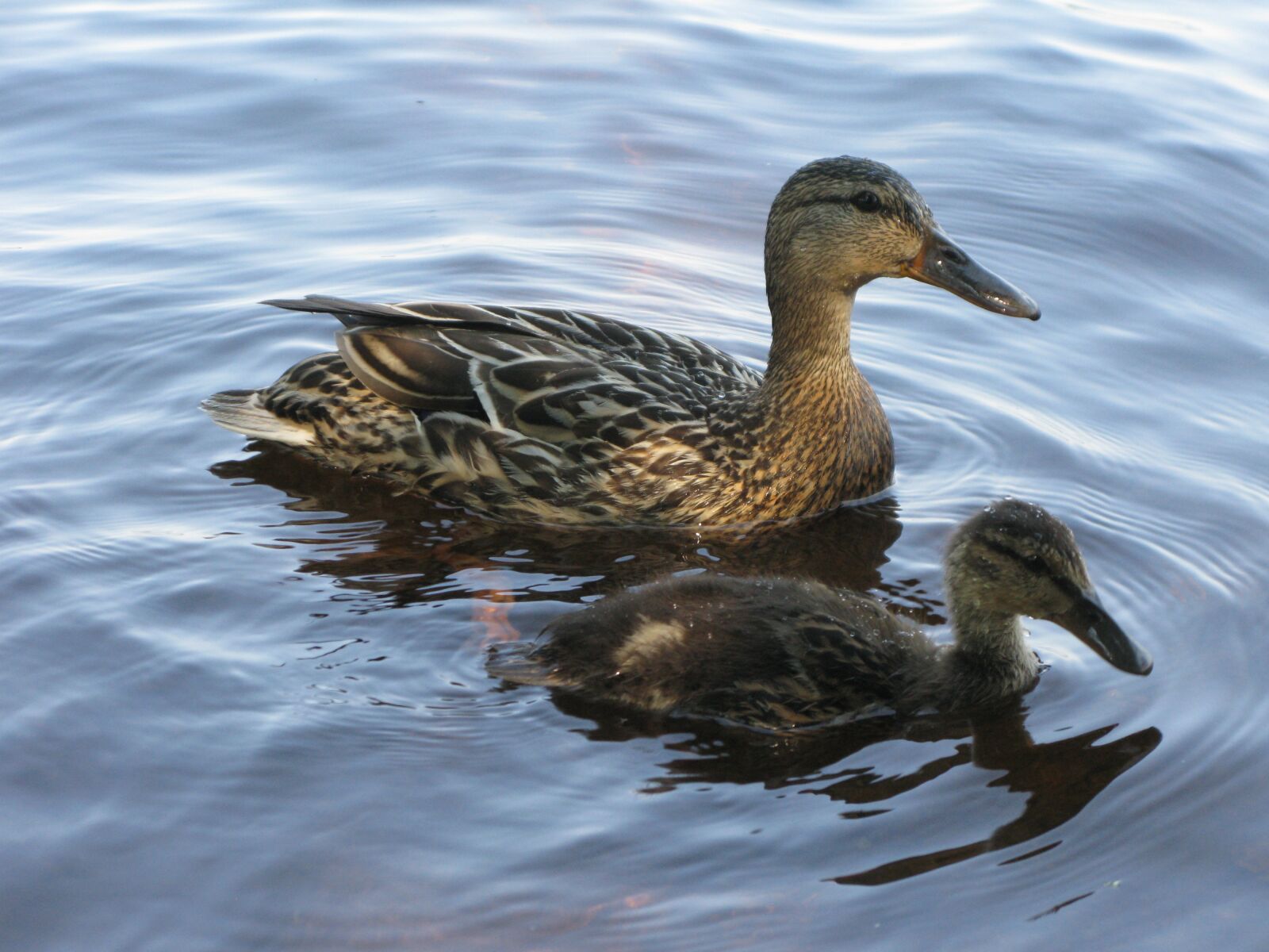 Canon POWERSHOT G9 sample photo. Bird, duck, nature photography