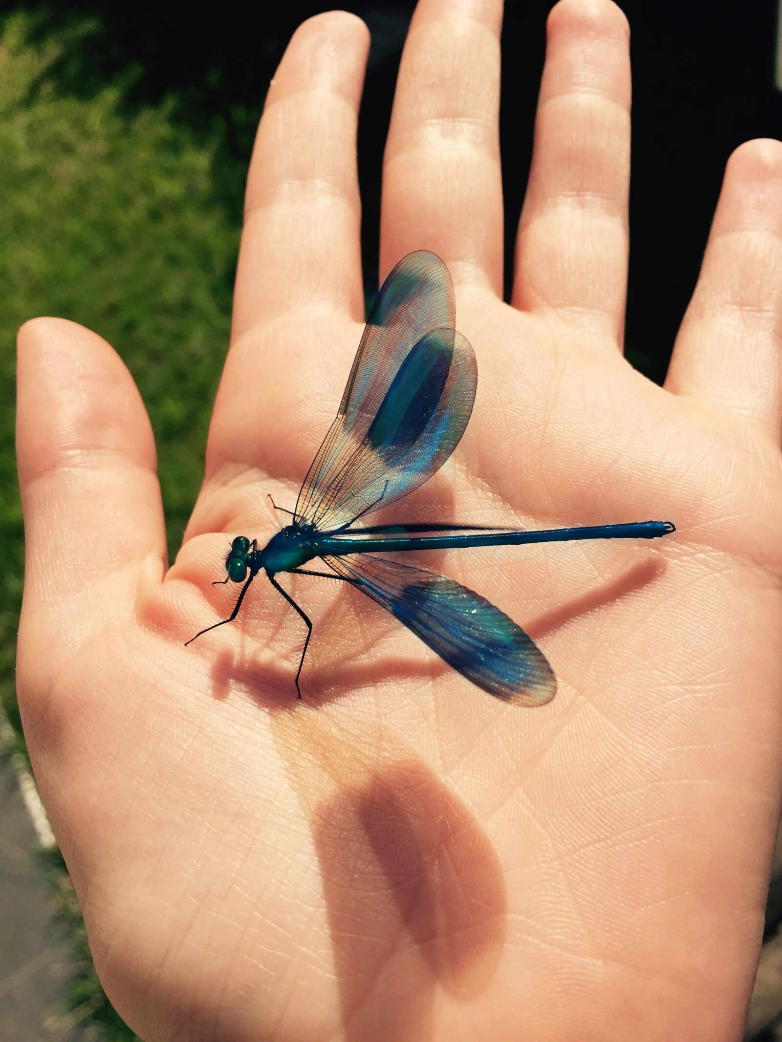 Apple iPhone 6 sample photo. Dragonfly, insect, nature photography
