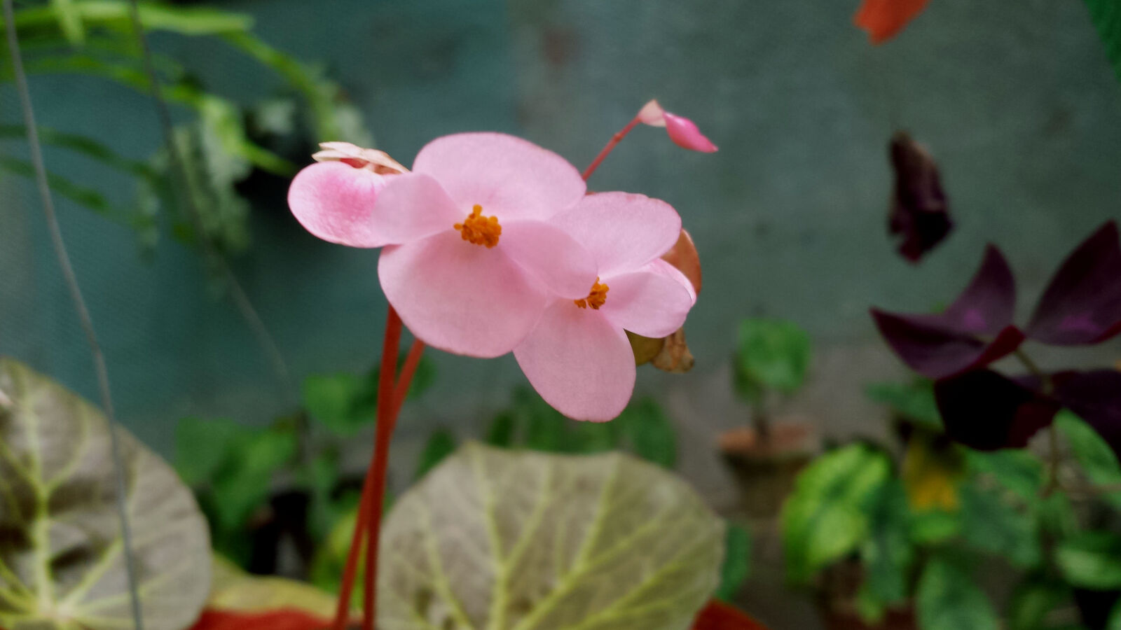 Samsung Galaxy S4 sample photo