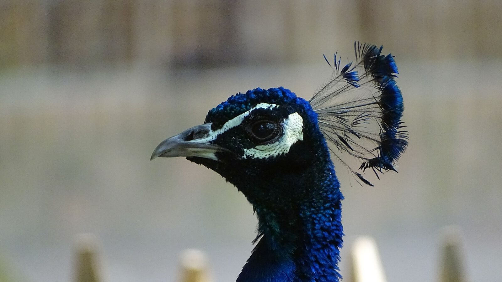 Sony Cyber-shot DSC-HX400V sample photo. Animals, birds, peacock photography