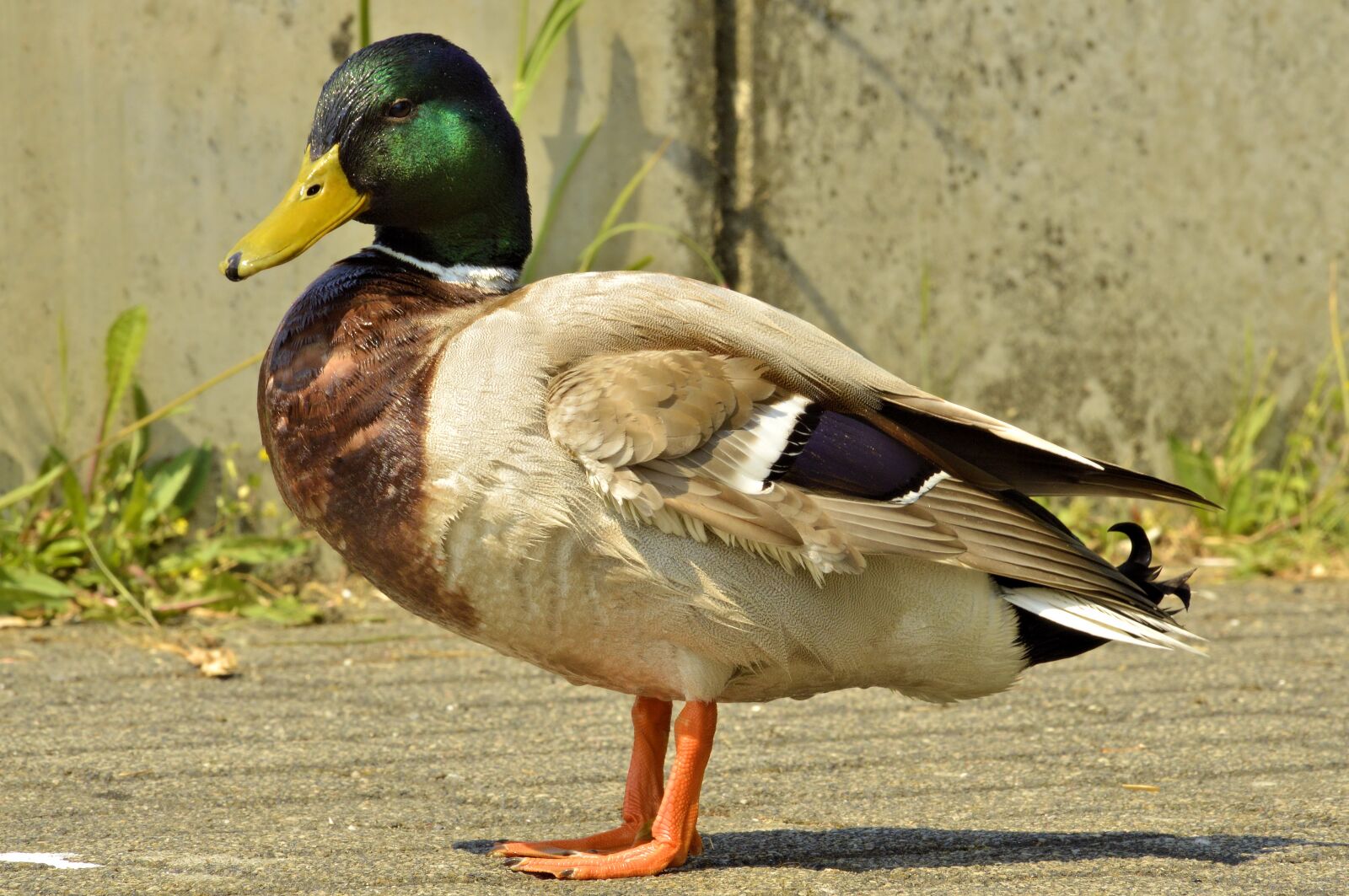 Nikon D3200 sample photo. Duck, nature, bird photography