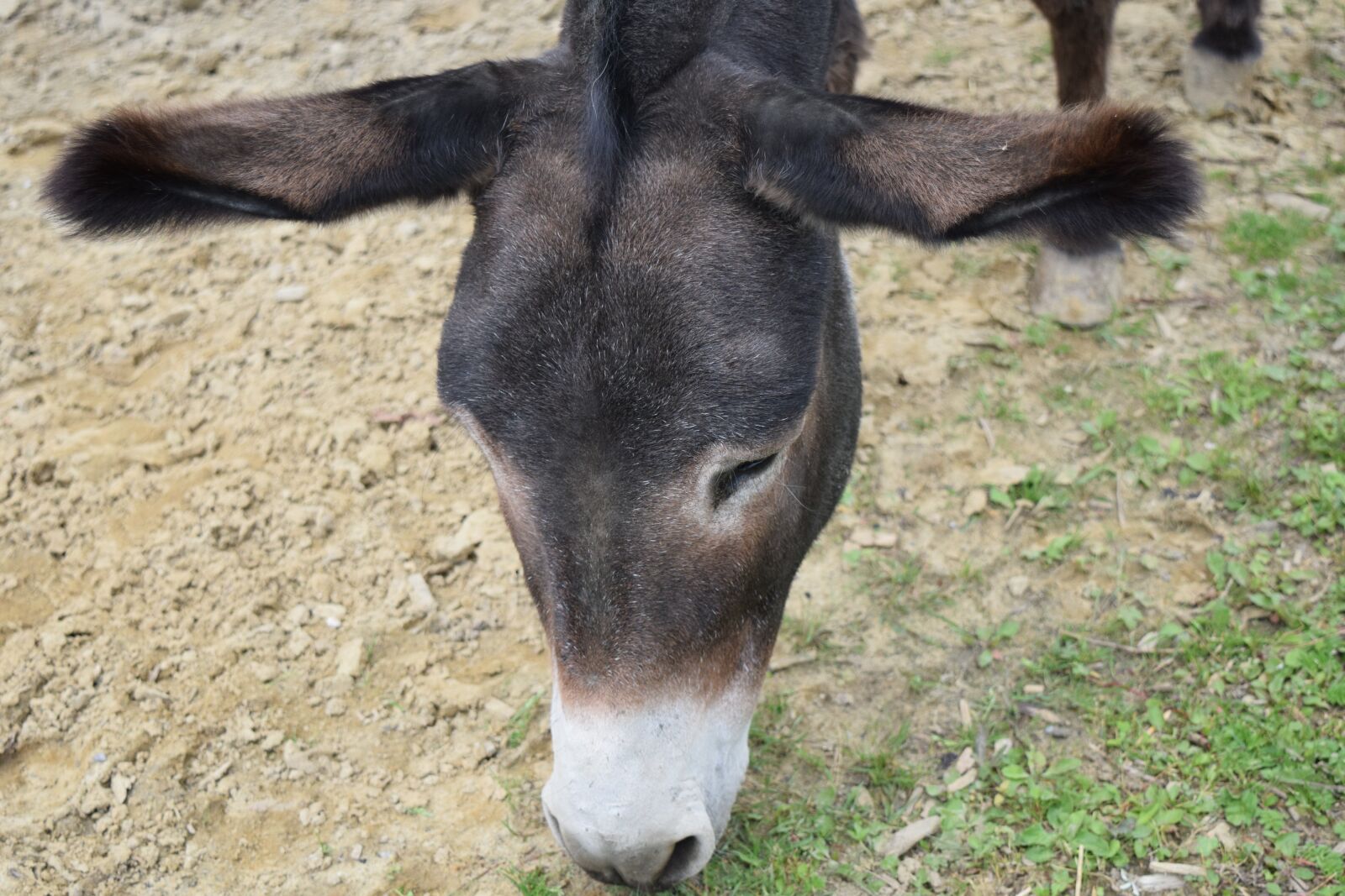 Nikon D3300 sample photo. Donkey, donkey head, grey photography