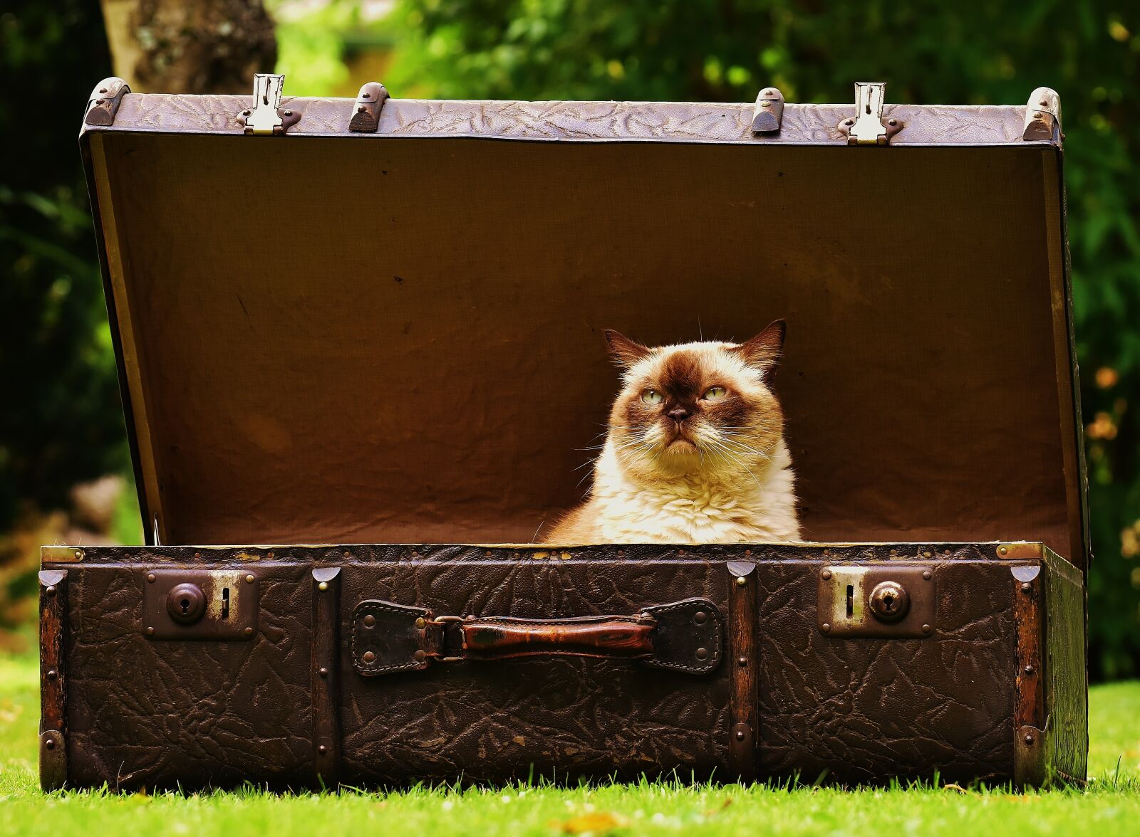 Nikon D7200 sample photo. Luggage, antique, cat photography