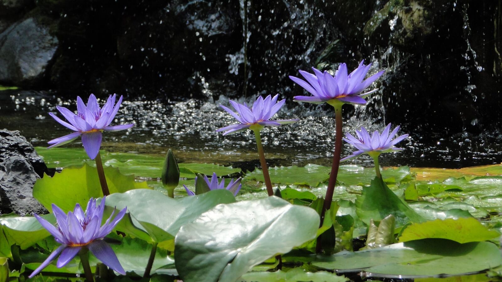 Sony Cyber-shot DSC-HX1 sample photo. Flower, lotus, summer photography