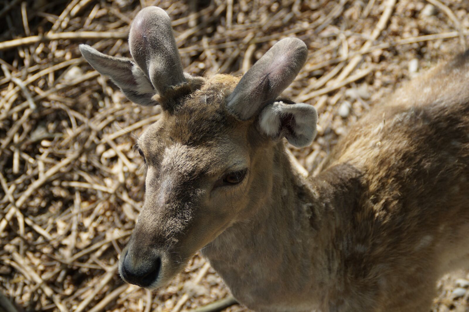 Sony SLT-A58 sample photo. Fallow deer, male, animal photography