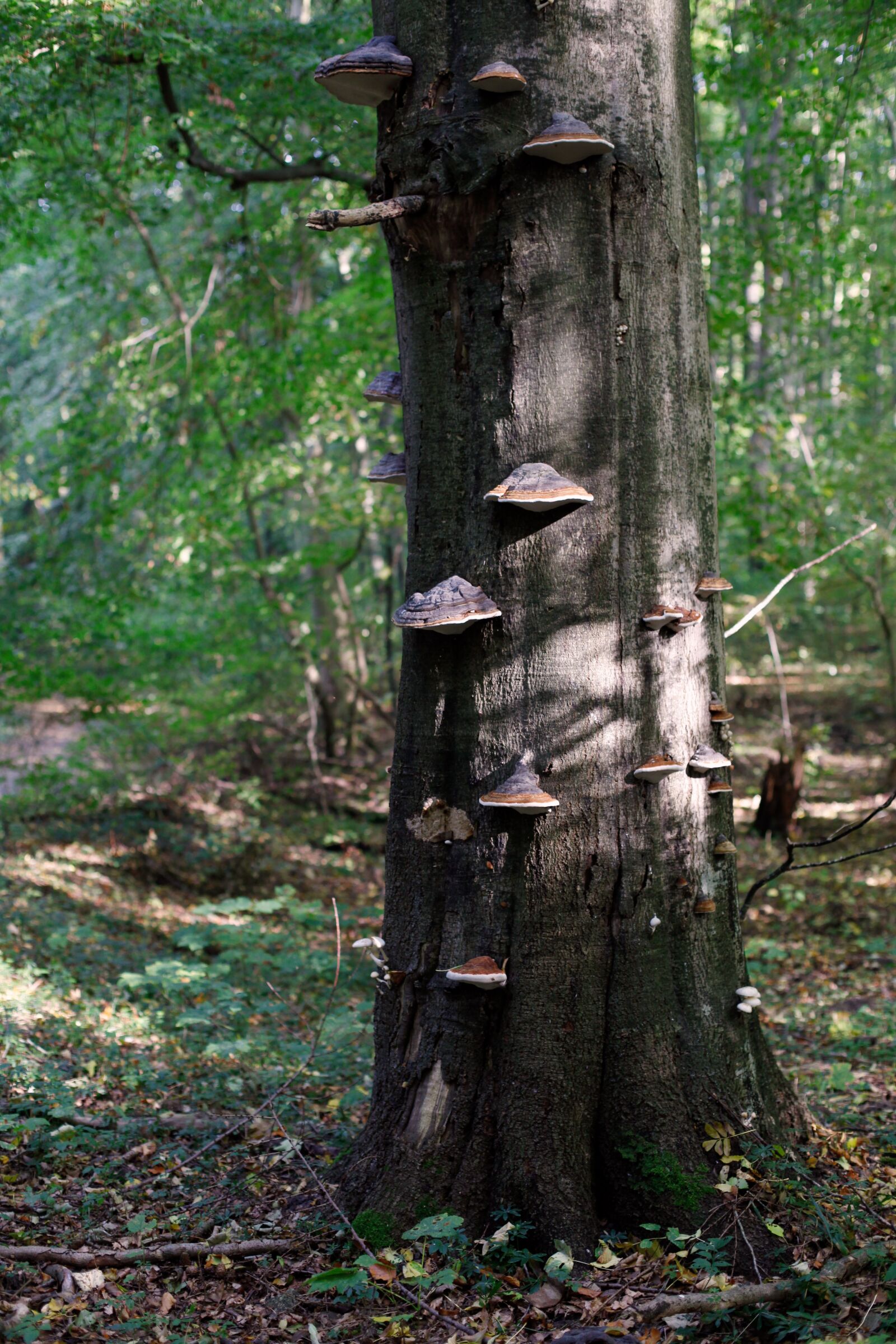 Canon EOS 5D Mark II sample photo. Mushroom, log, tree fungus photography