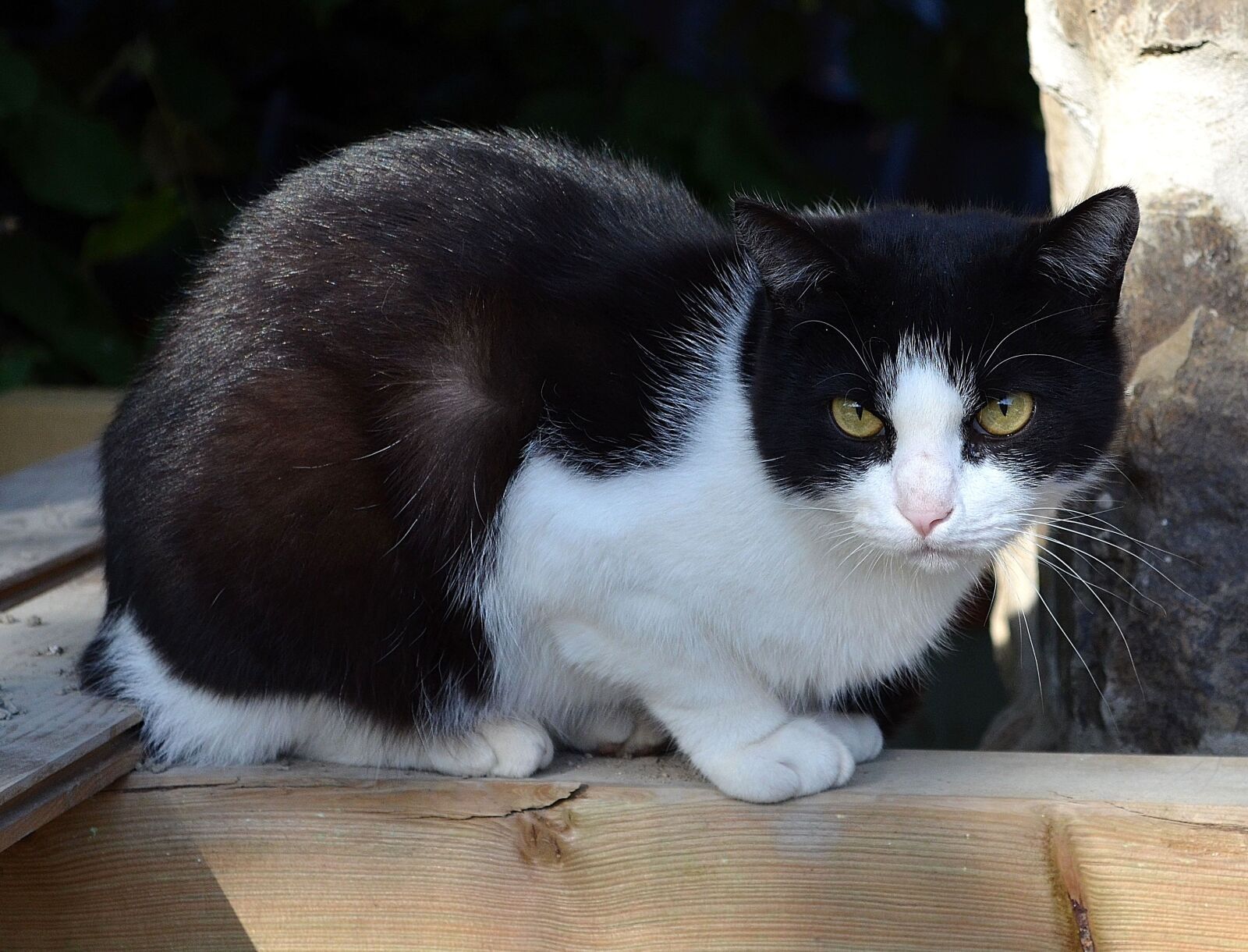 Nikon D5100 sample photo. Cat, animals, cat's eyes photography