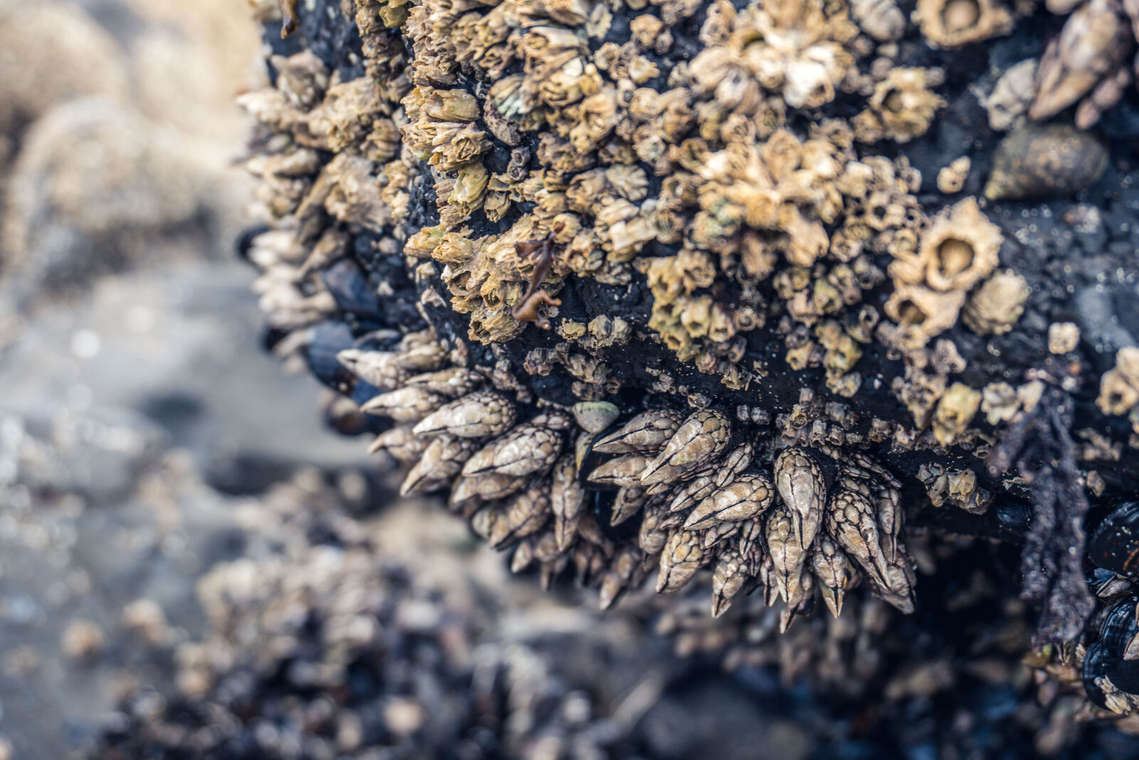 Sony E 16-50mm F3.5-5.6 PZ OSS sample photo. Abstract, batch, blur, close photography