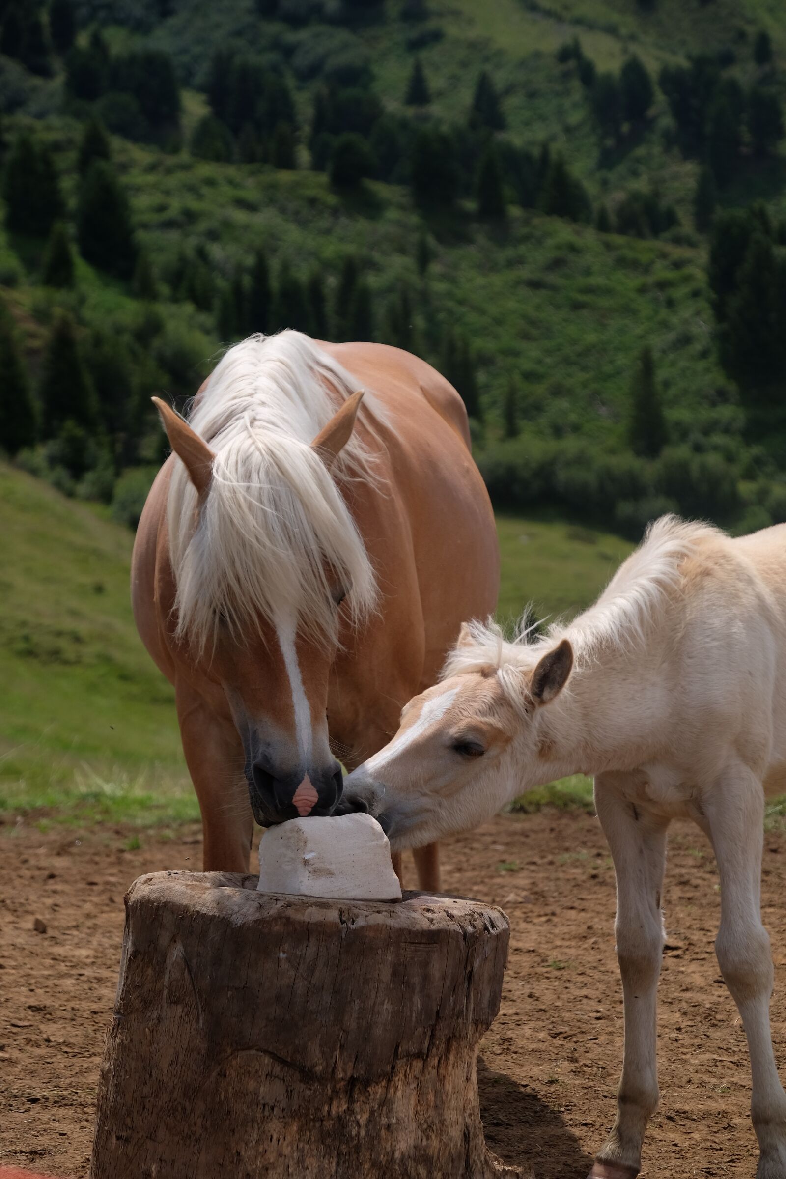 Fujifilm XF 18-135mm F3.5-5.6 R LM OIS WR sample photo. Horses, avellino, mountain photography
