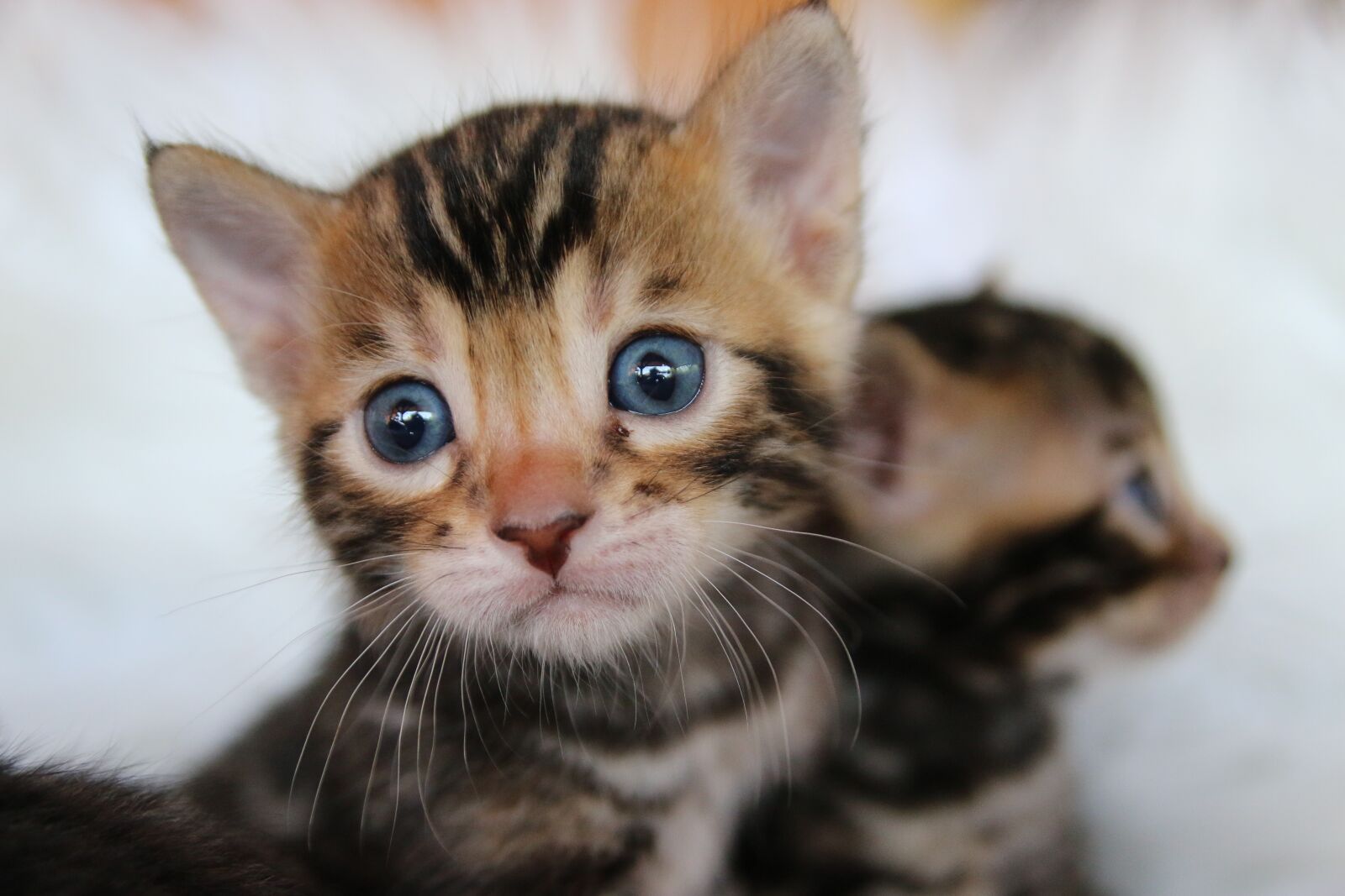 Canon EOS 70D sample photo. Bengal cat, bengal, kitten photography