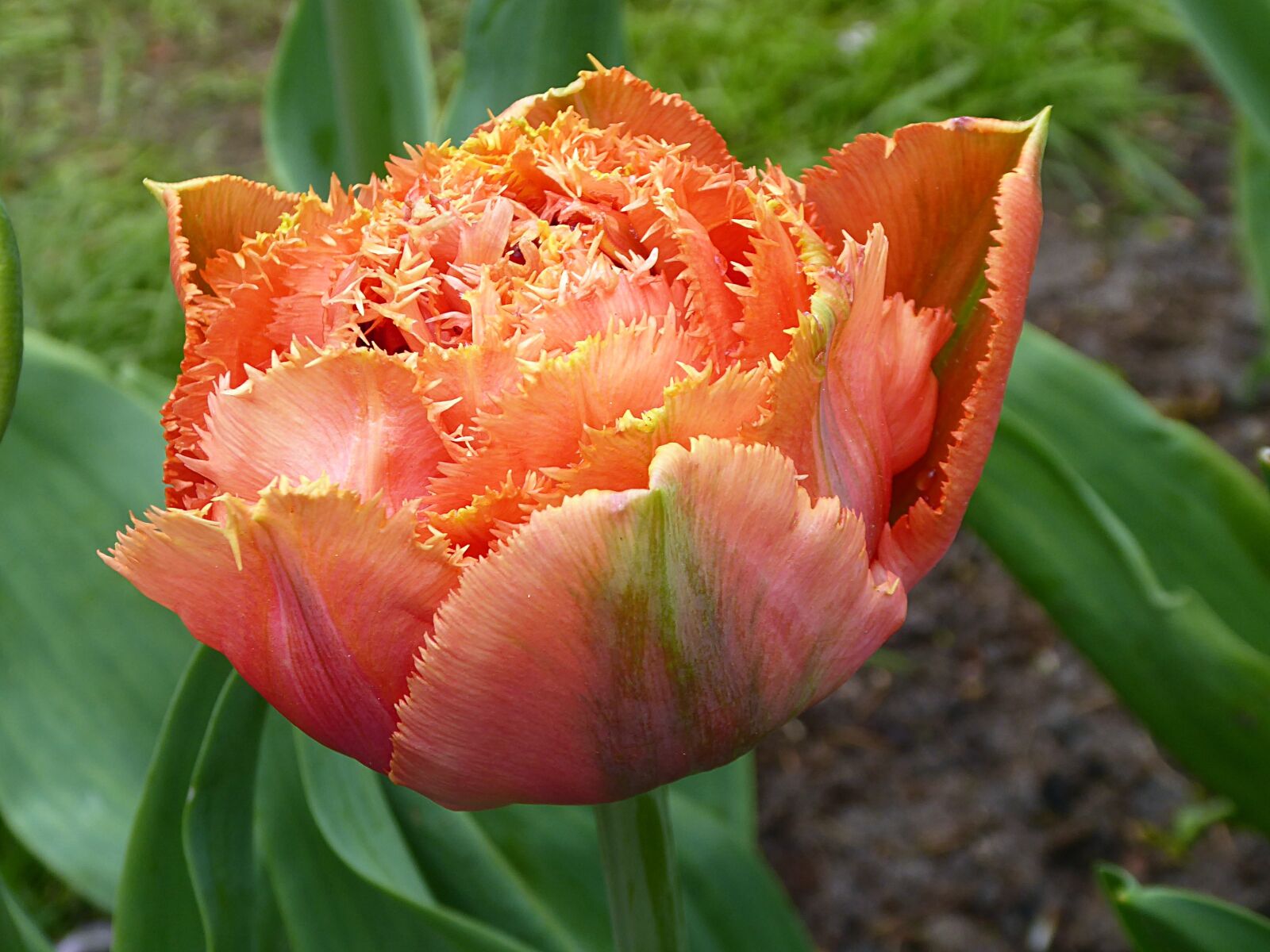 Panasonic Lumix DMC-ZS50 (Lumix DMC-TZ70) sample photo. Tulip, orange, lily photography