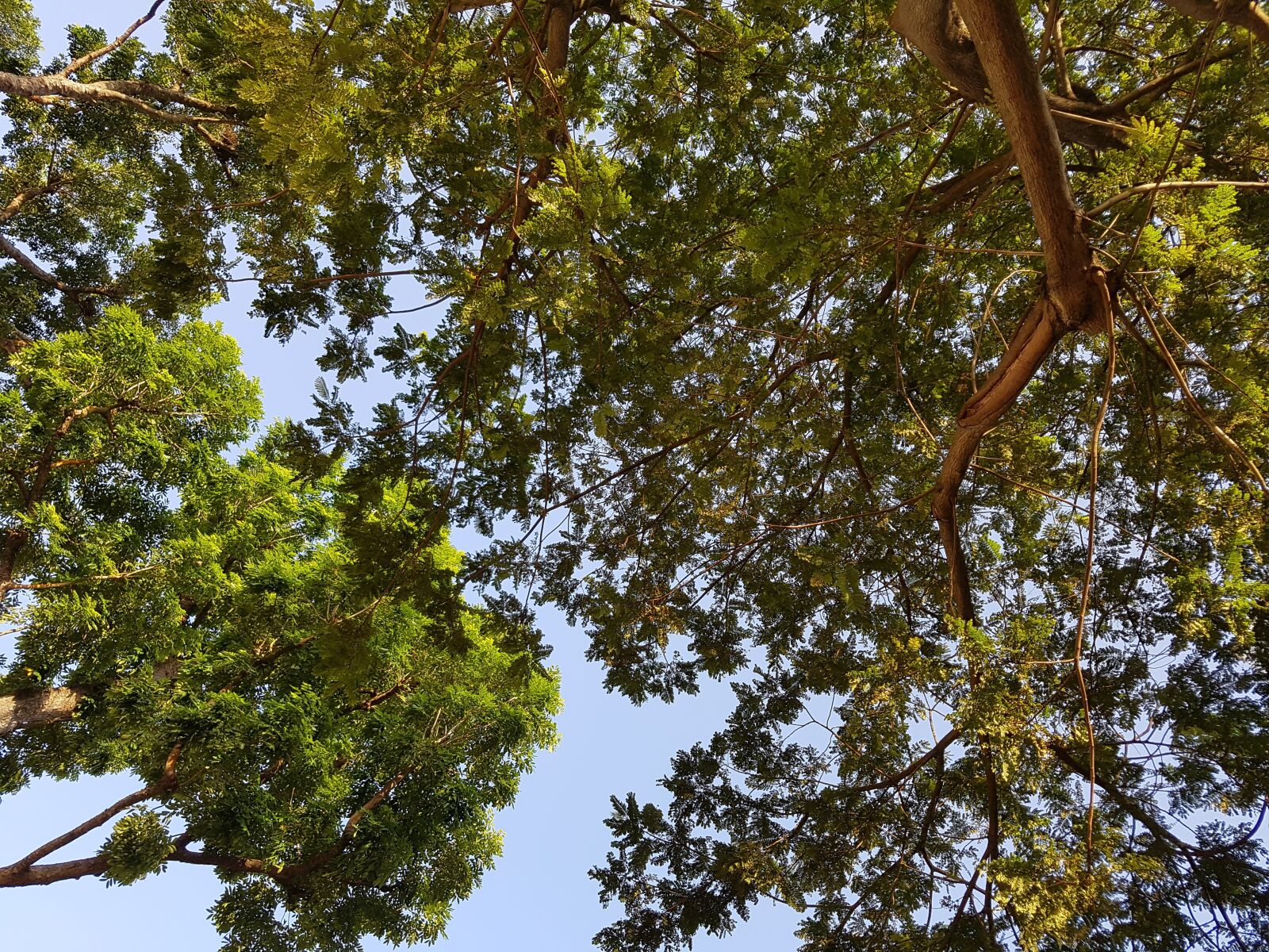 Samsung Galaxy S7 sample photo. Tree, nature, wood photography