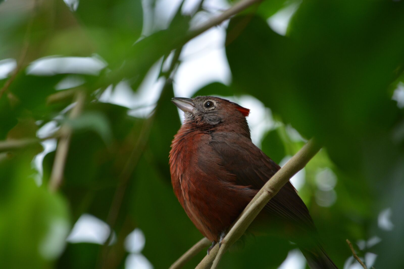 Nikon D5200 sample photo. Bird, nature, animal world photography