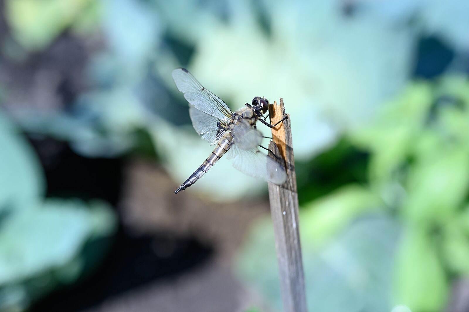 Nikon Nikkor Z 50mm F1.8 S sample photo. Dragonfly, summer, insect photography