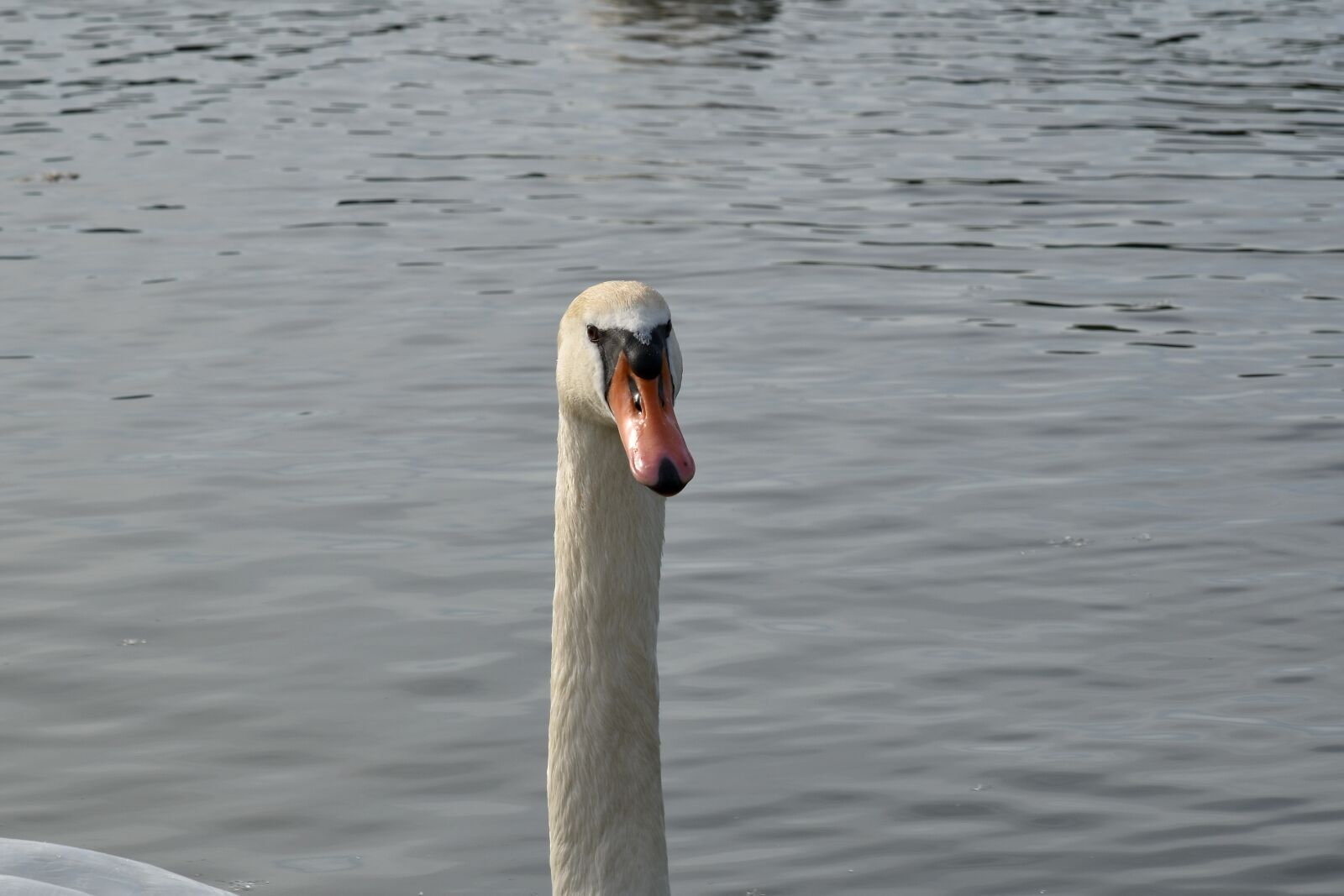 Nikon D5500 sample photo. Beak, aquatic bird, bird photography