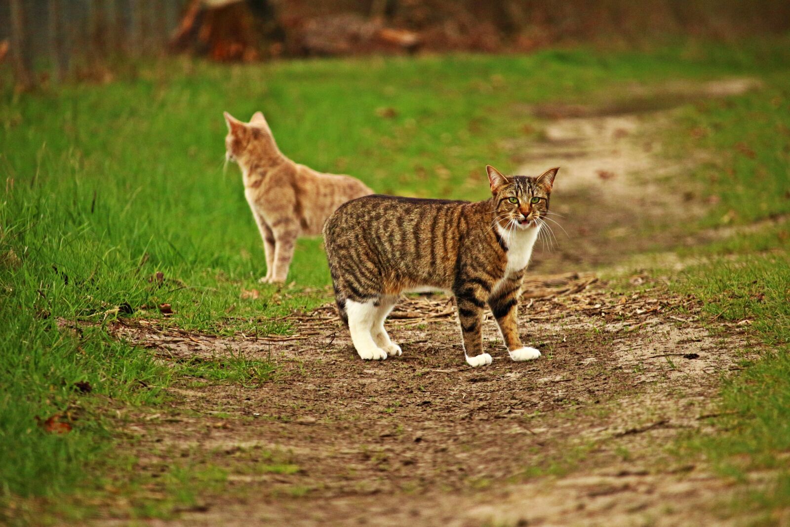 Canon EOS 100D (EOS Rebel SL1 / EOS Kiss X7) sample photo. Cat, mieze, kitten photography