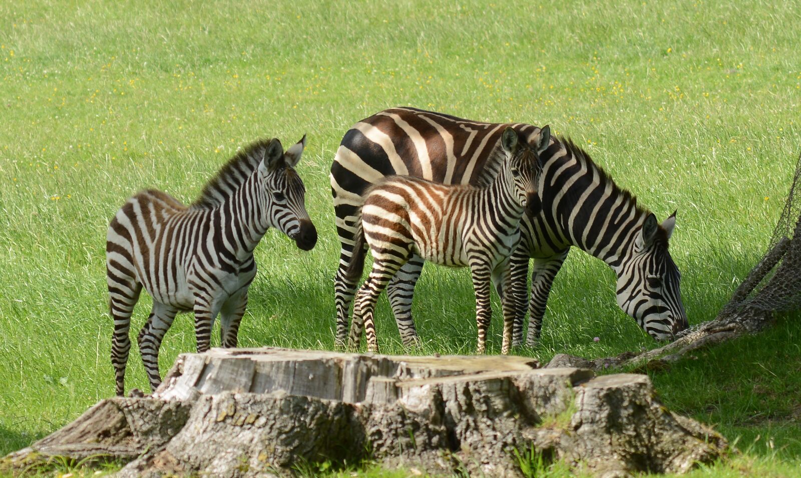 Nikon D7100 sample photo. Zebra, family, grazing photography