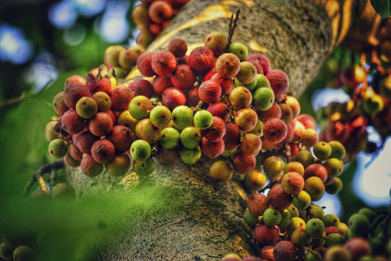 Nikon D3100 sample photo. Fruit, raw, ripe photography