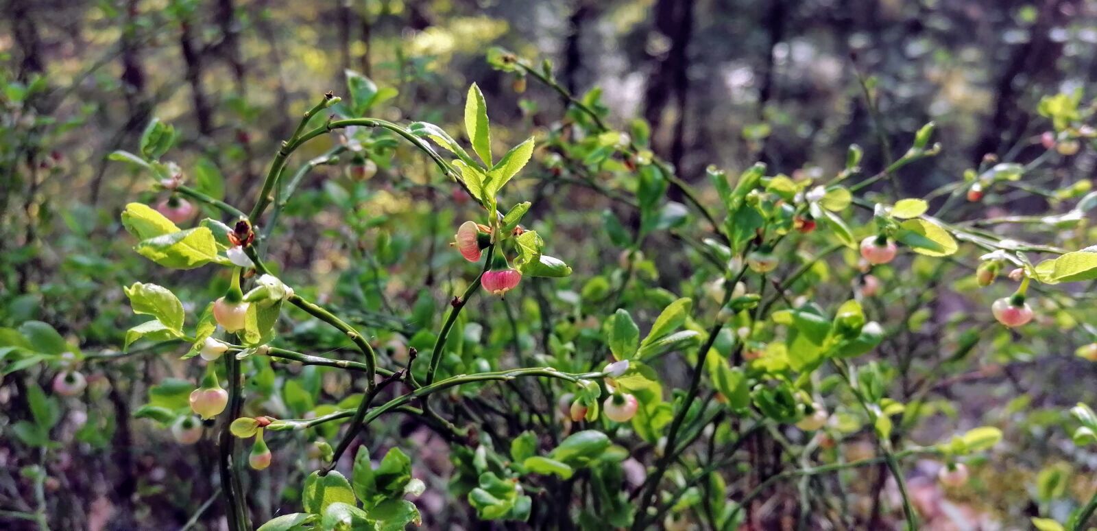 HUAWEI P30 LITE sample photo. Agrā, pavasara, meleņu photography