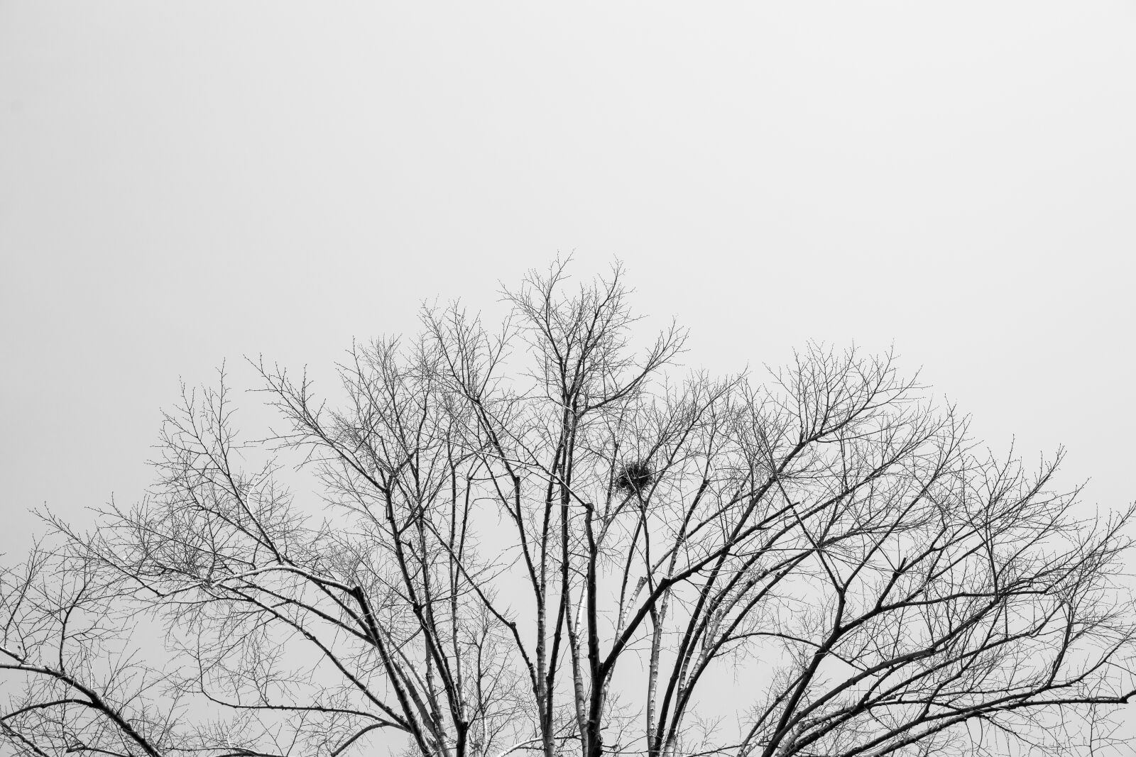 Sony Alpha DSLR-A850 sample photo. Tree, black and white photography