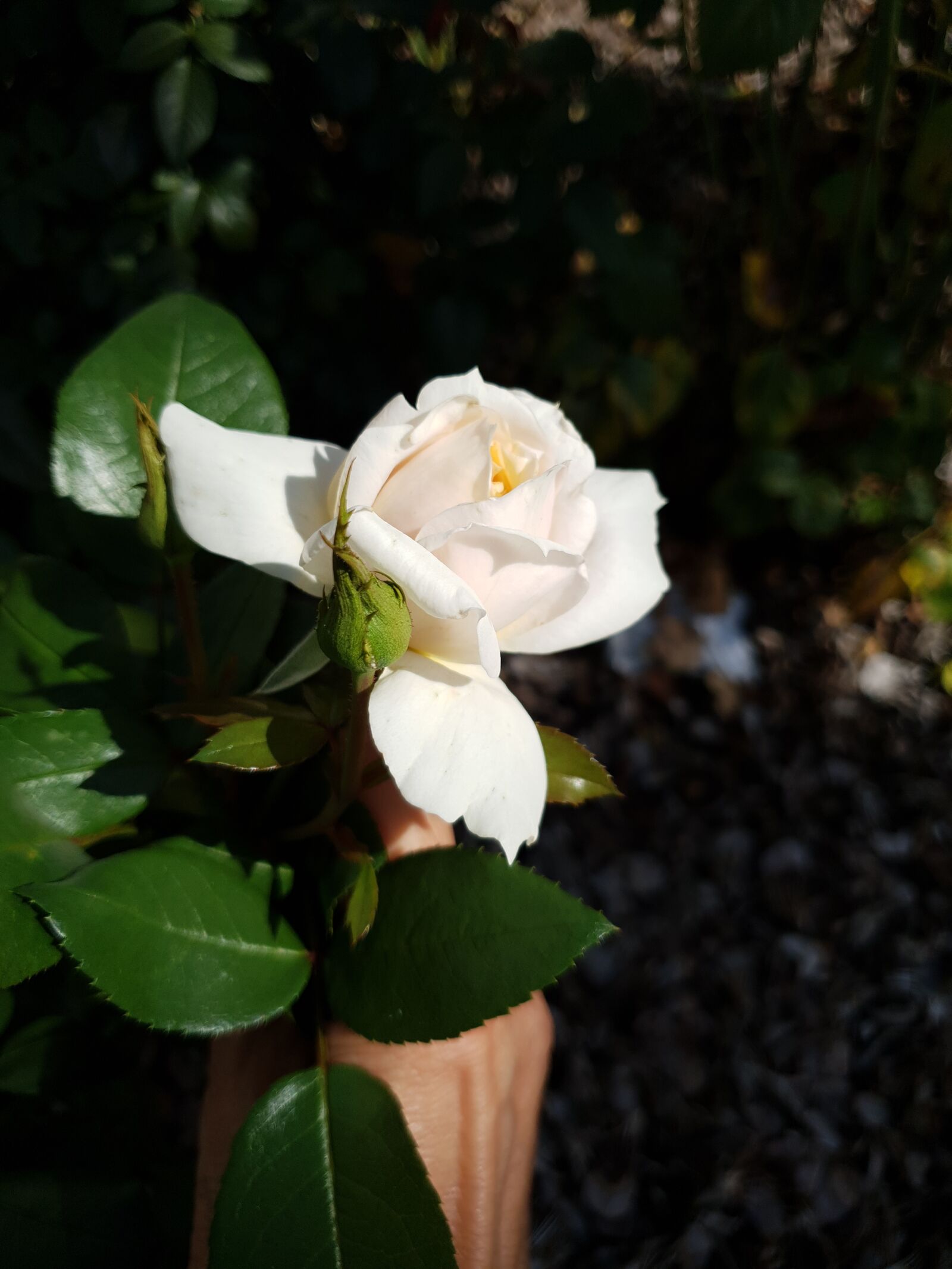 Samsung Galaxy S9+ sample photo. Lions-rose, white, plant photography