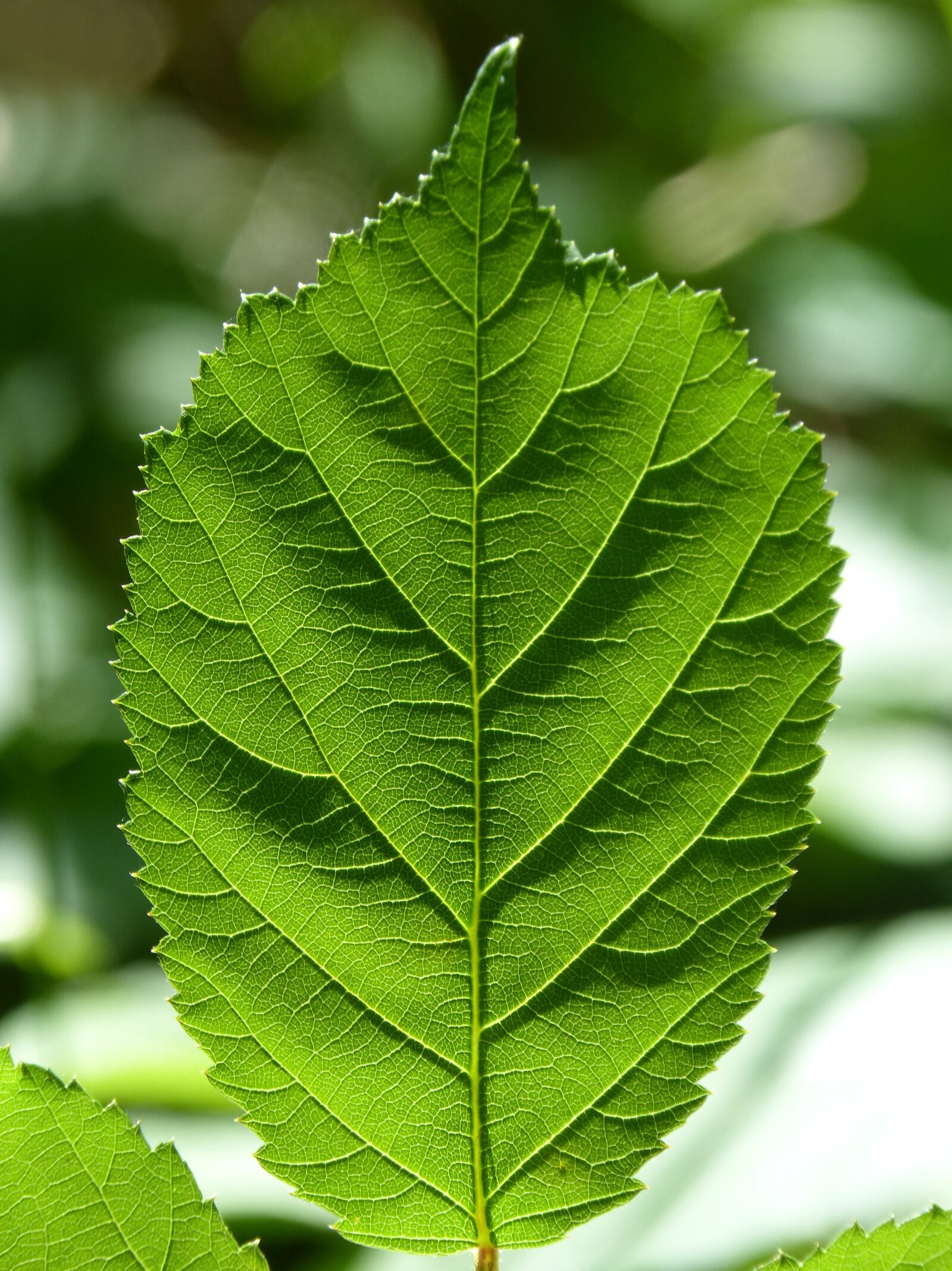 Panasonic DMC-FZ62 sample photo. Leaf, blackberry, ramifications photography