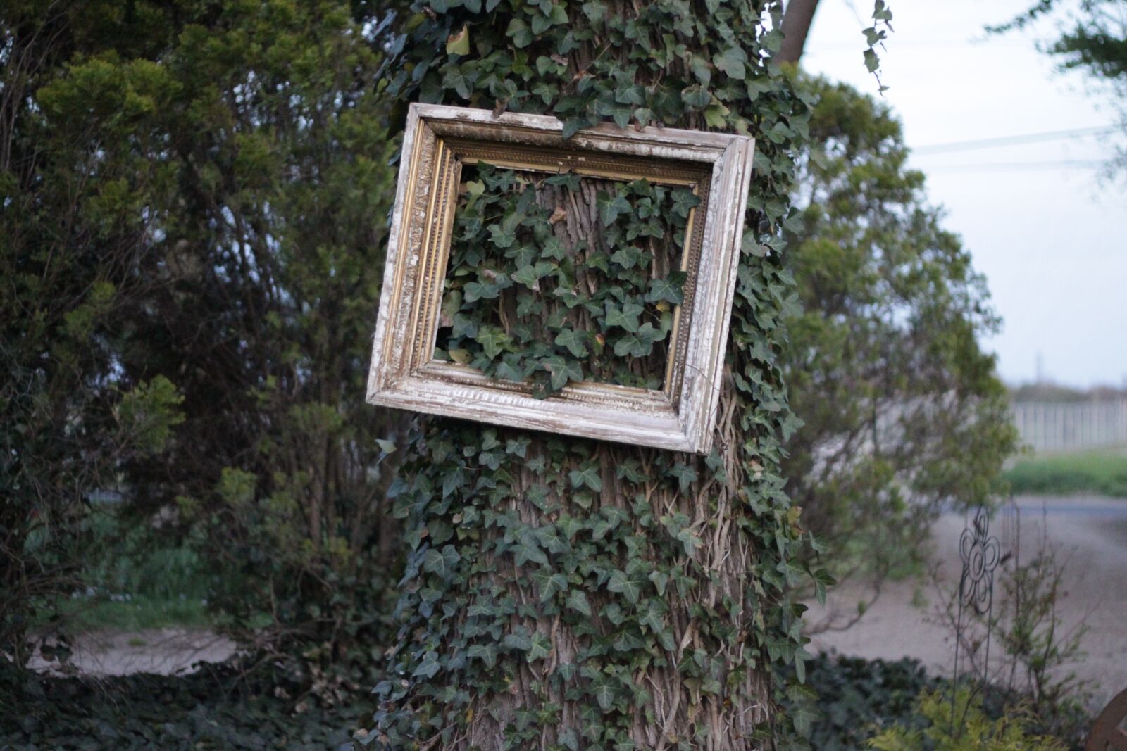 Canon EOS 500D (EOS Rebel T1i / EOS Kiss X3) sample photo. Ivy, frame, tree photography