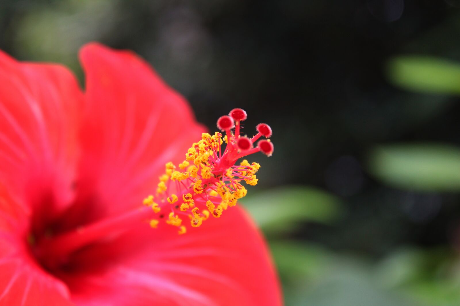 Canon EOS 1300D (EOS Rebel T6 / EOS Kiss X80) sample photo. Hibiscus, flower, pistil photography