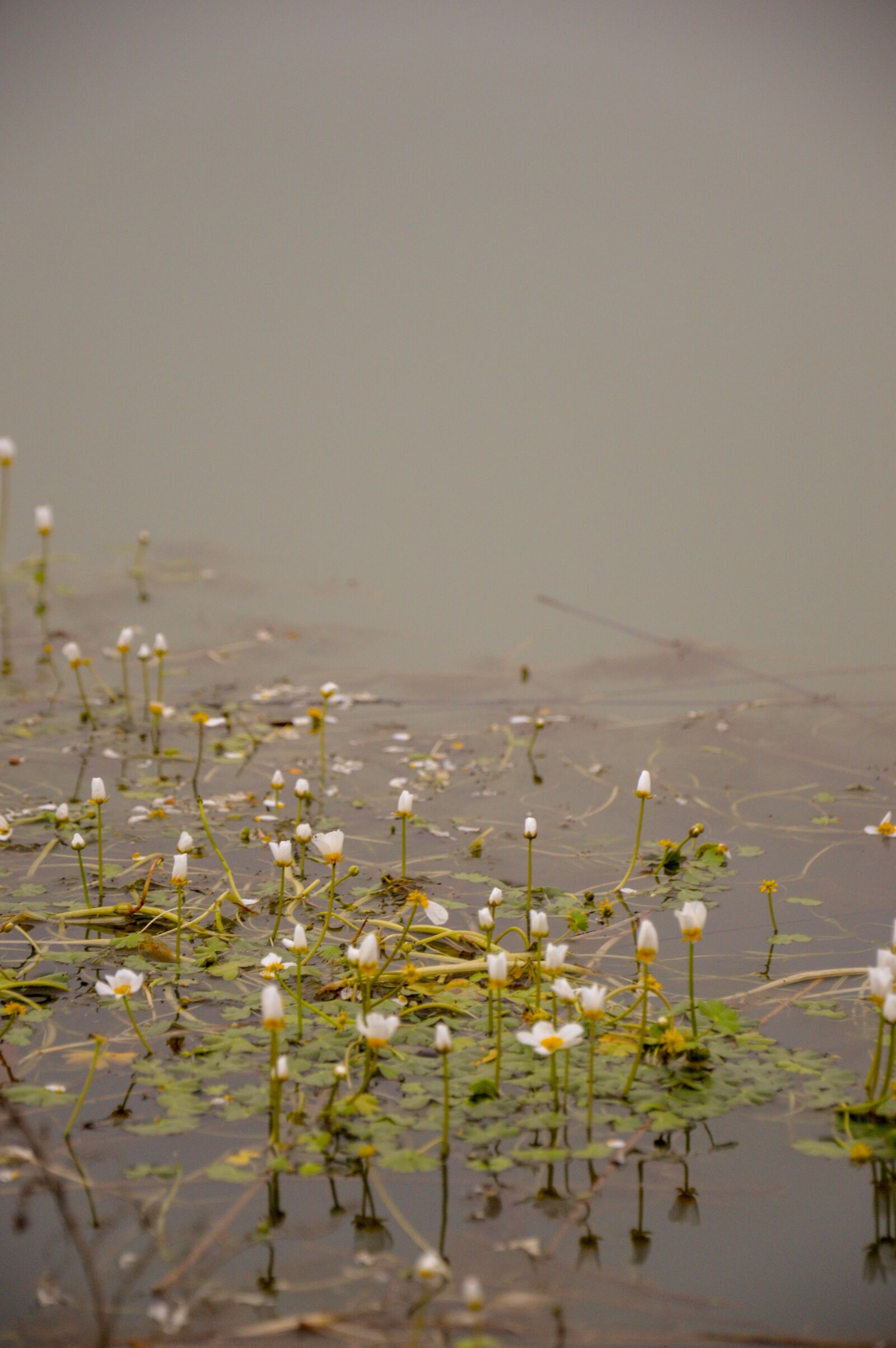 Nikon D3200 sample photo. Plant, water polo, water photography
