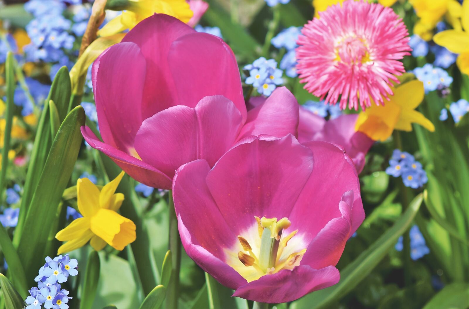 Nikon D7200 sample photo. Tulip, tulpenbluete, bloom photography