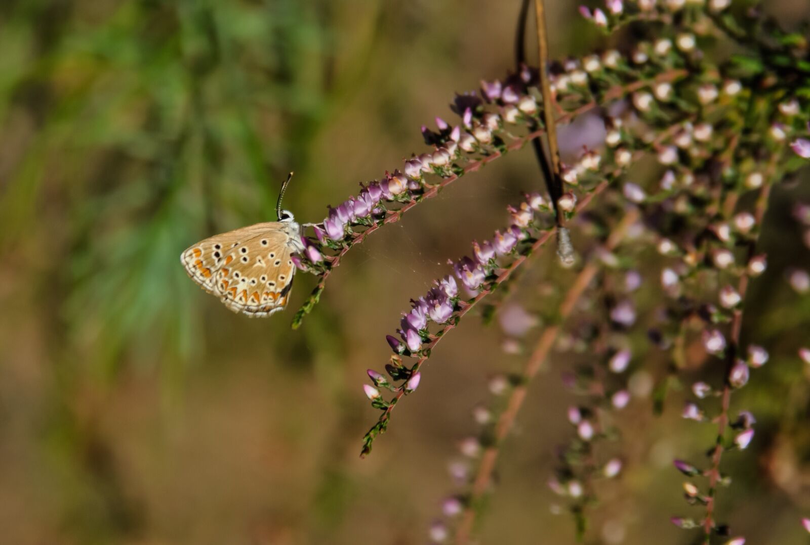Nikon D90 sample photo. Butterfly, heather, plant photography