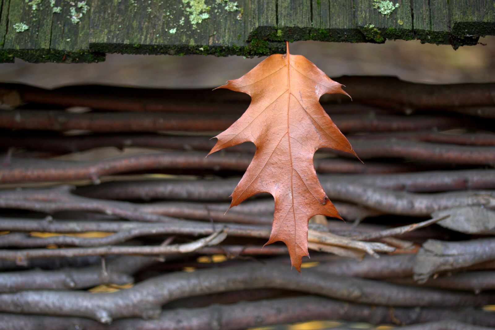 Canon EF-S 60mm F2.8 Macro USM sample photo. Leaf, coloring, autumn photography